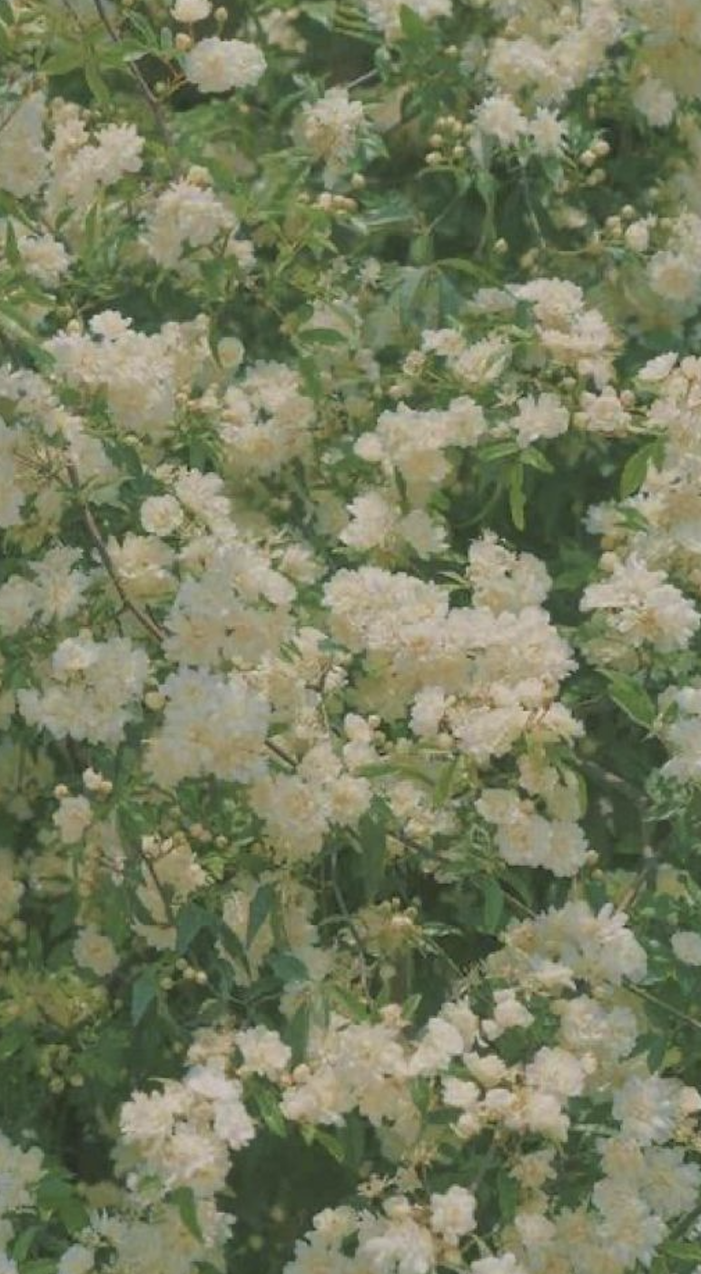 White flowering bush with green leaves.