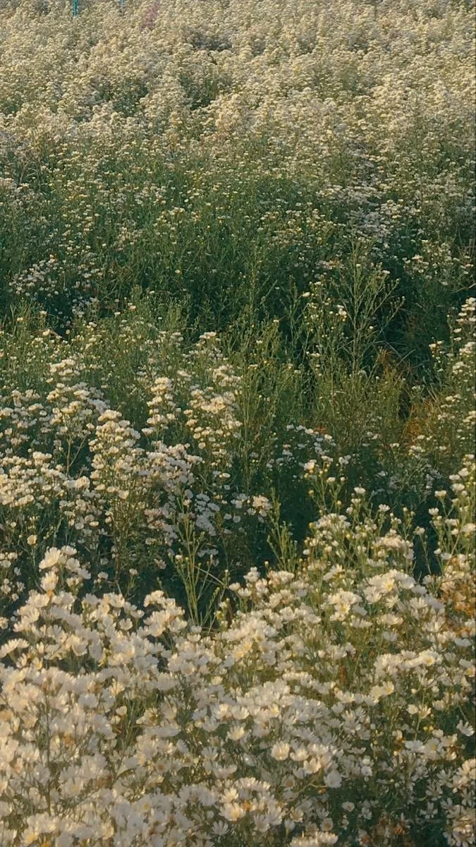 Field of small white flowers, possibly wildflowers, with a dense, flowered background in a natural outdoor setting.