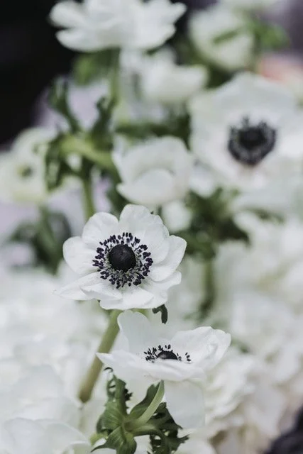 Close-up of white flowers with black centers and green stems.
