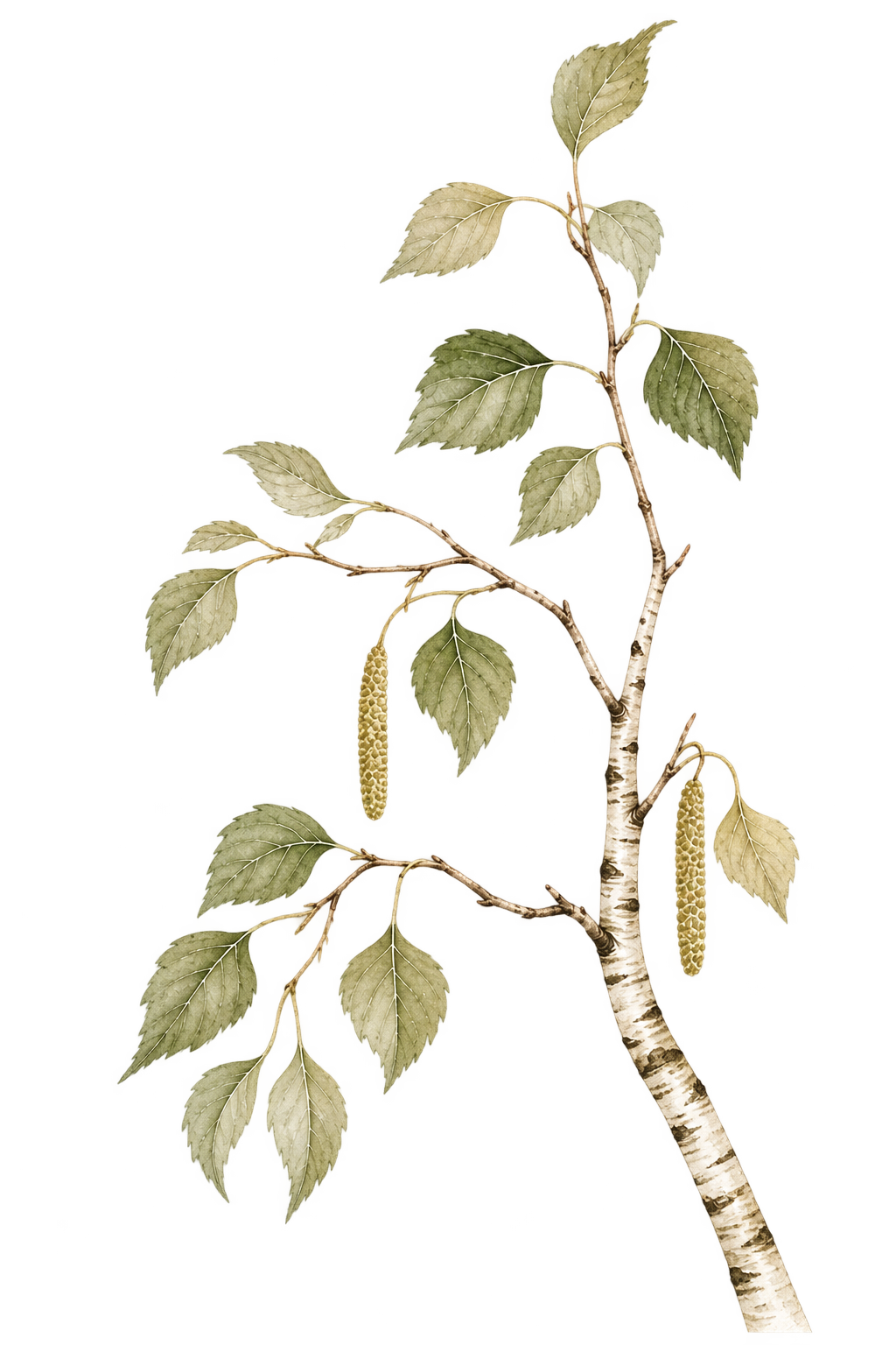 Illustration of a birch tree branch with green leaves and hanging catkins.