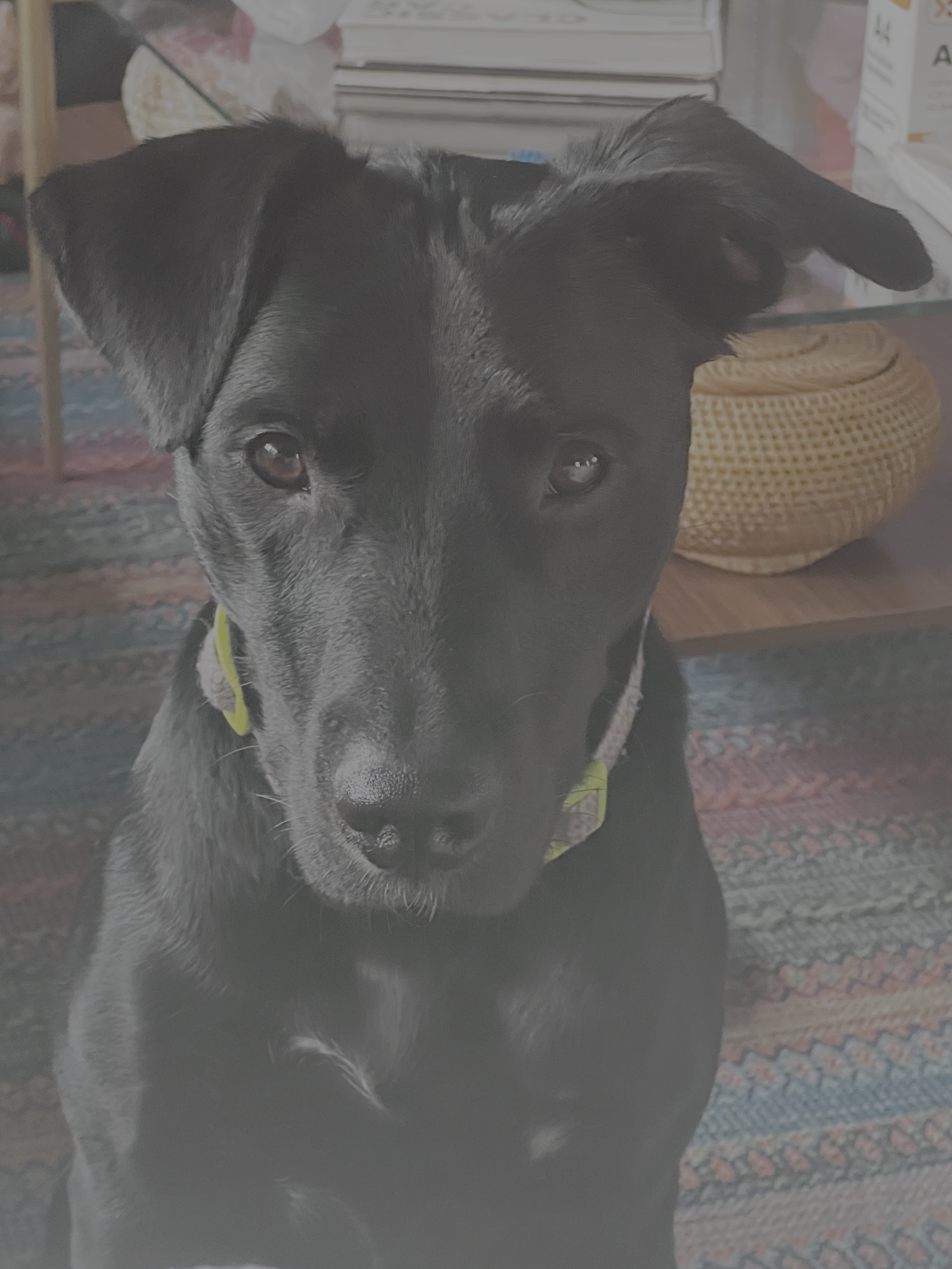 A close-up of a black and gray dog with a yellow collar, looking directly at the camera, standing on a rug in a room with books and woven basket in the background.