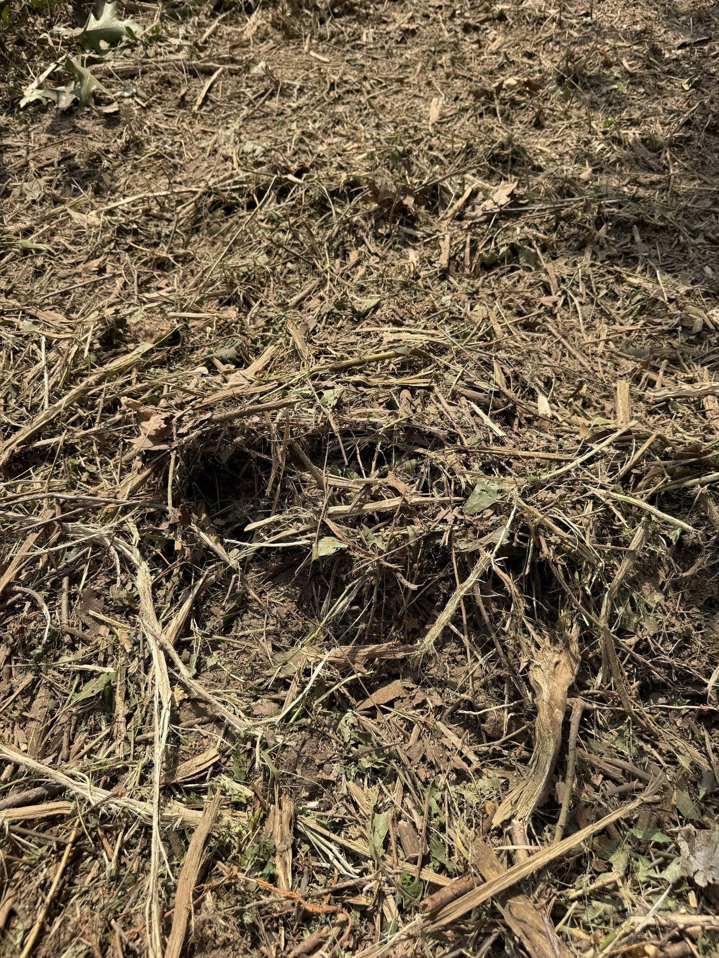 Dried leaves, twigs, and plant debris on dry ground.