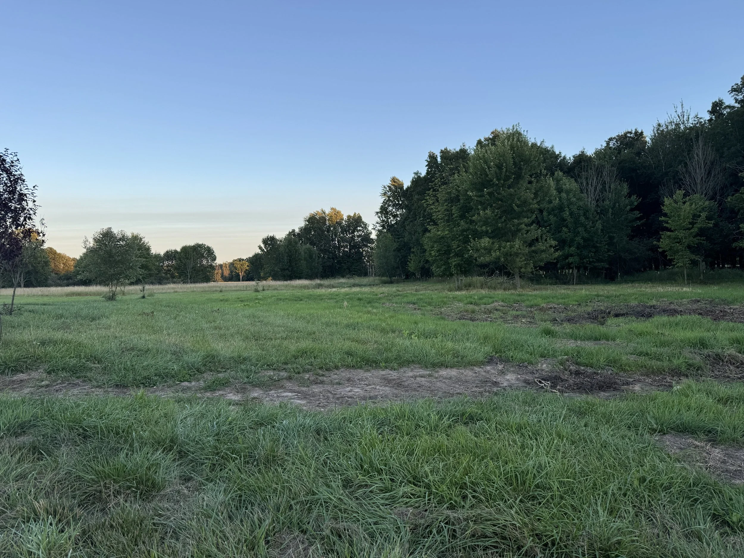 A grassy field with trees in the background and a clear blue sky.