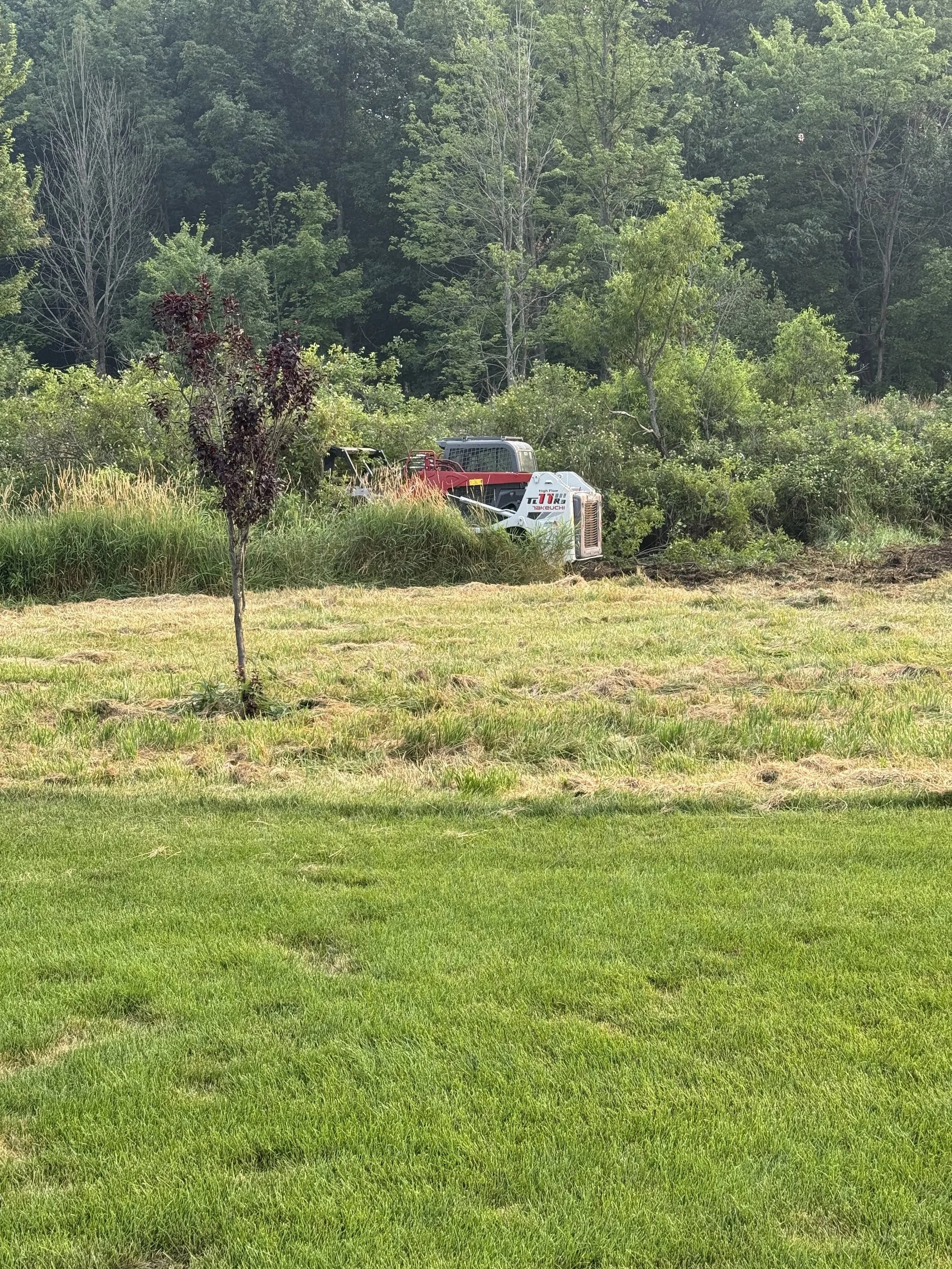 A lush green grassy field with trees and bushes in the background, and a piece of outdoor equipment partially hidden among the bushes.