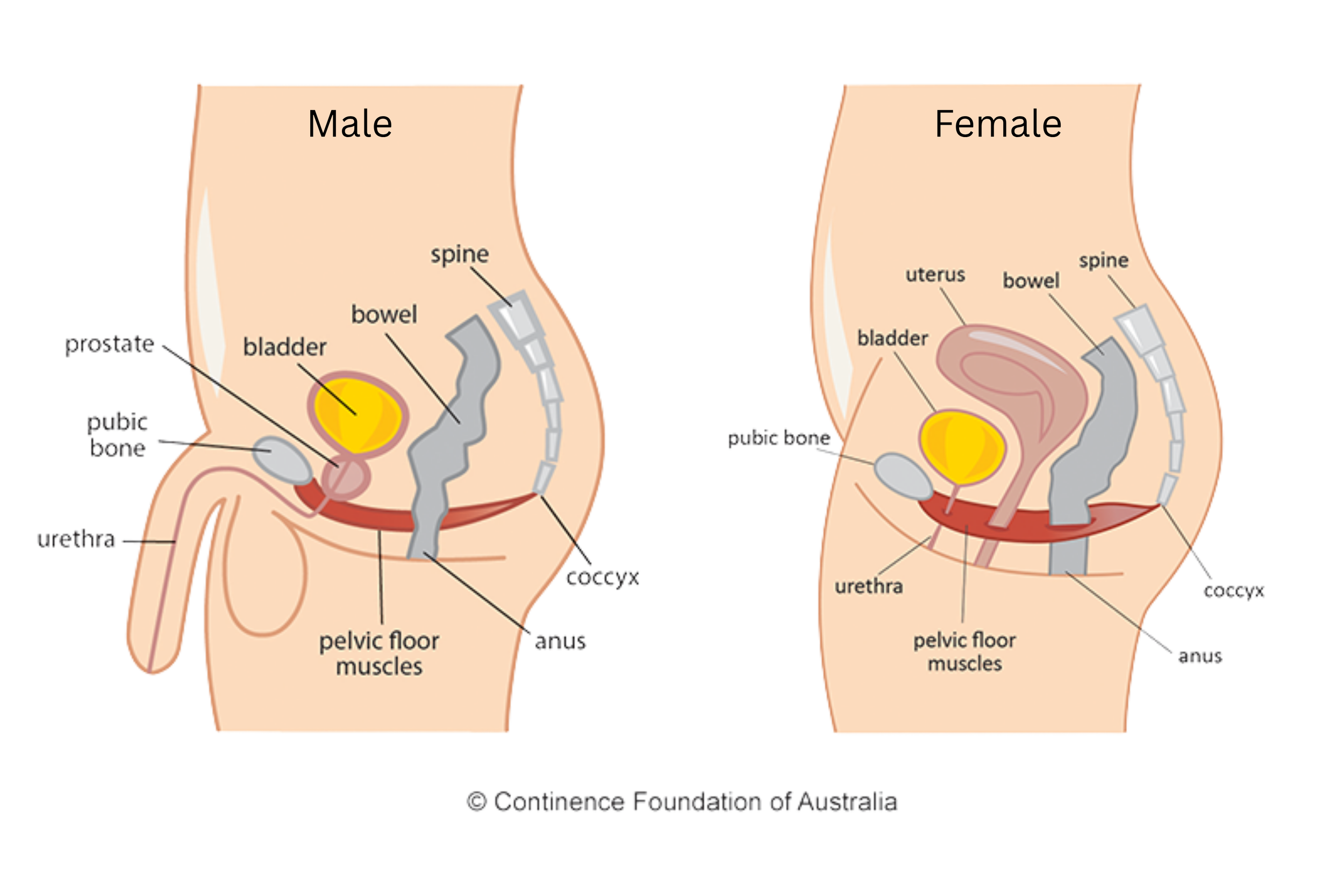 Diagram comparing male and female pelvis anatomy, showing differences in shape, pelvis floor muscles, bladder, uterus, bowel, and spine.