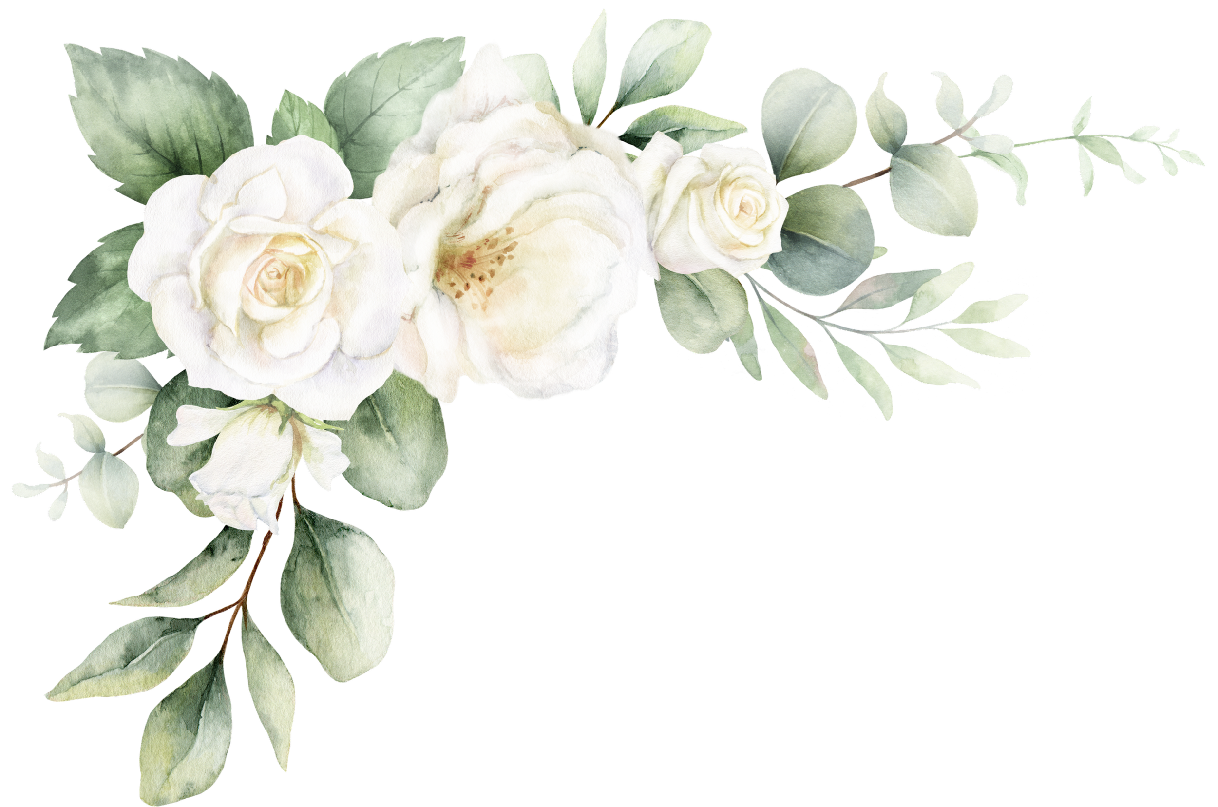 Watercolor illustration of white roses and green leaves.