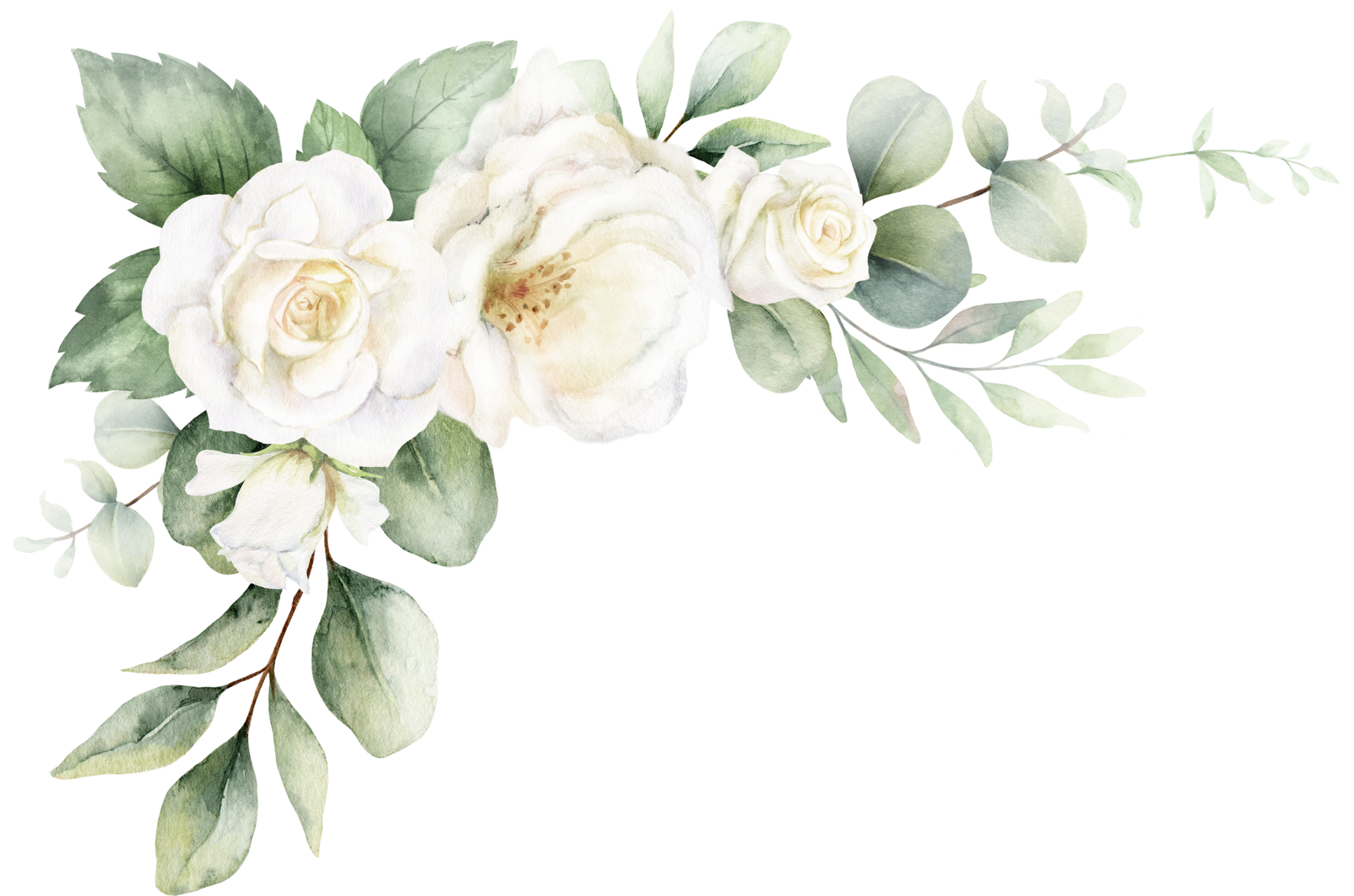 Watercolor illustration of white roses and green eucalyptus leaves on a black background.