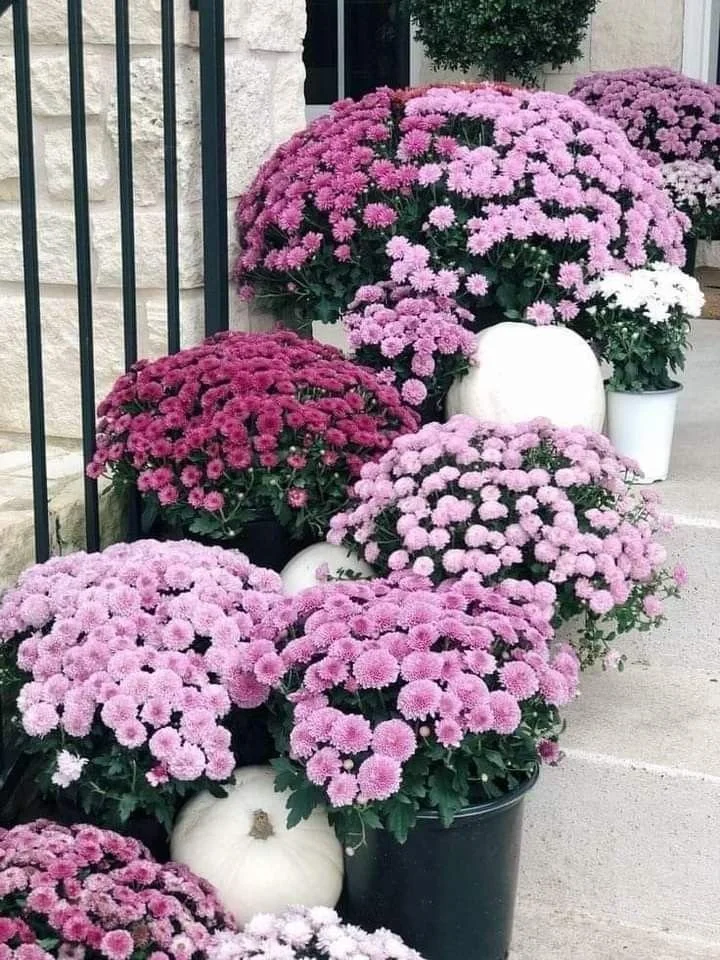 Pink and white chrysanthemums in pots, accompanied by white pumpkins, placed on a concrete sidewalk next to a beige brick wall and black metal railing.