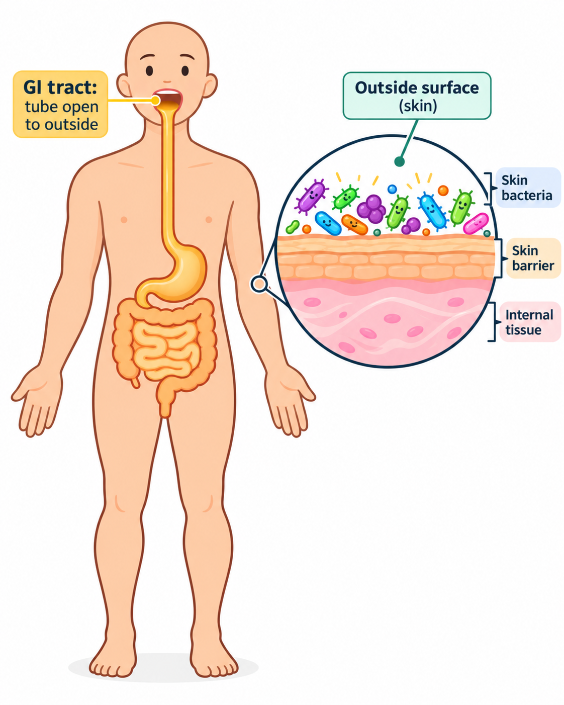 Outside vs inside the body