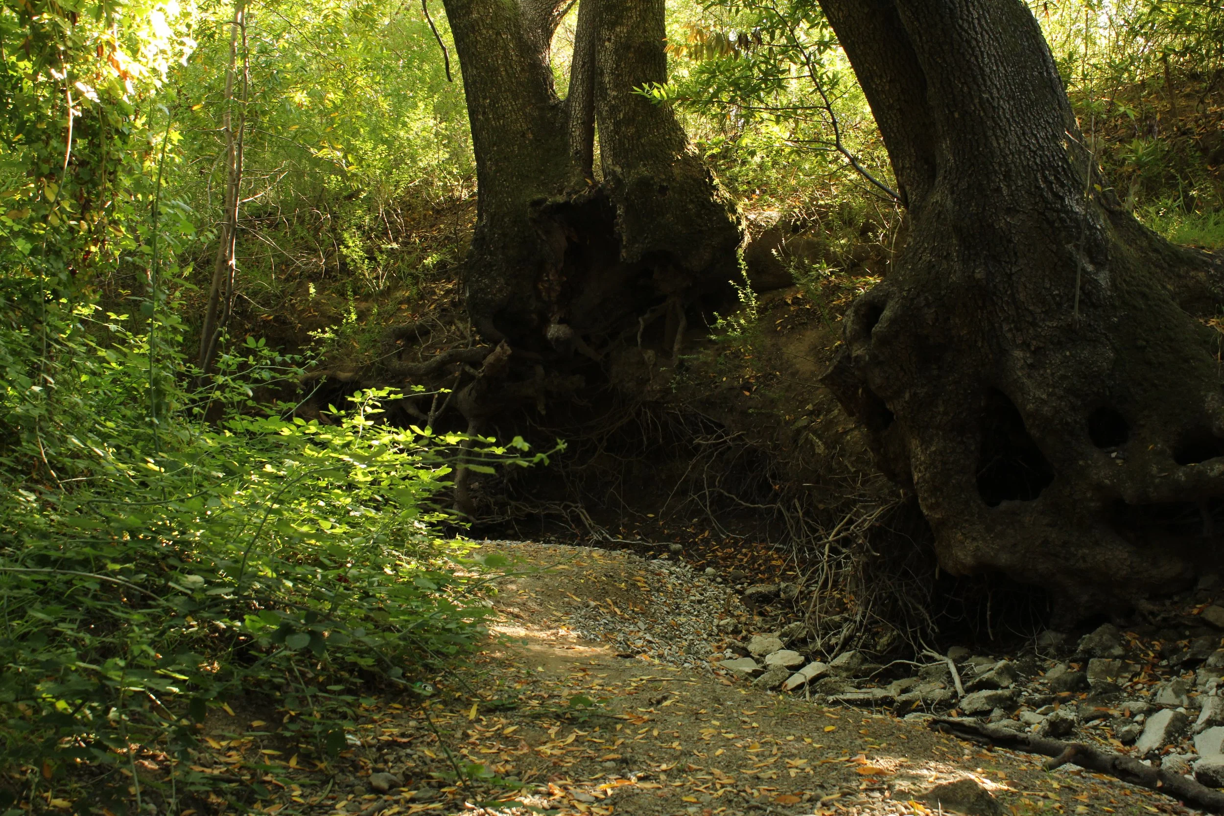 A forest scene with tall trees, green foliage, and a dirt trail covered with fallen leaves and rocks.