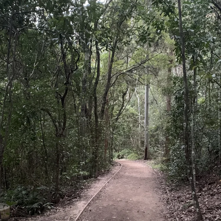 Dirt singletrack through the forest