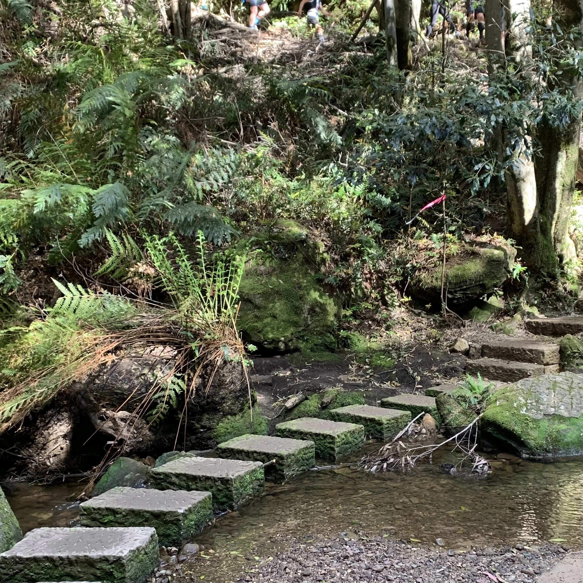 Runners crossing mossy stepping stones over a rainforest creek