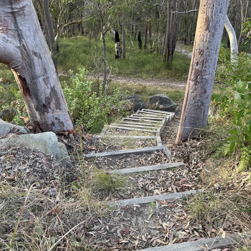 Timber steps dropping through the gums toward the trail below