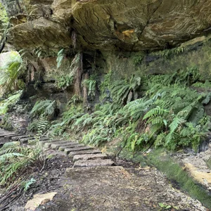 Fern-lined sandstone steps beneath an overhang