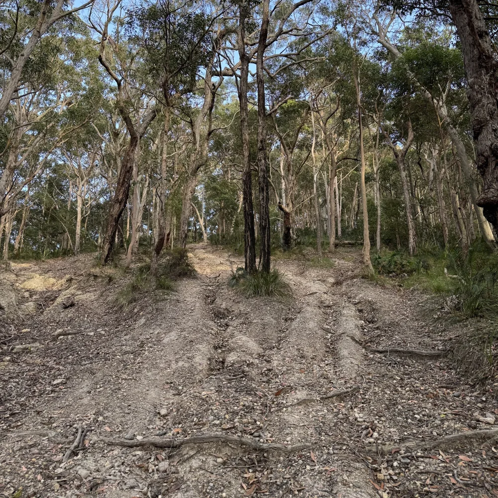 An eroded, root-crossed track climbing through the gums