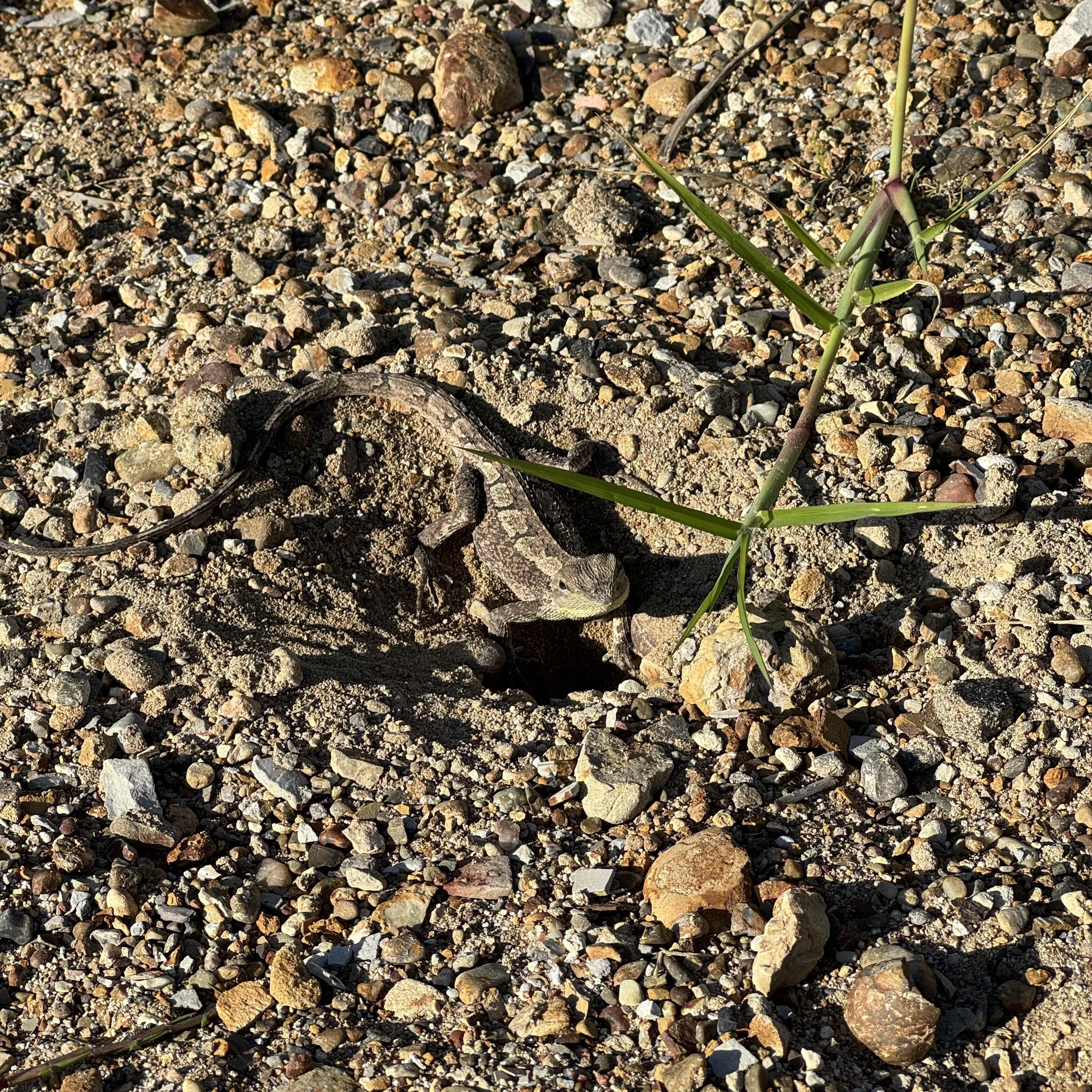 An eastern water dragon on the trail