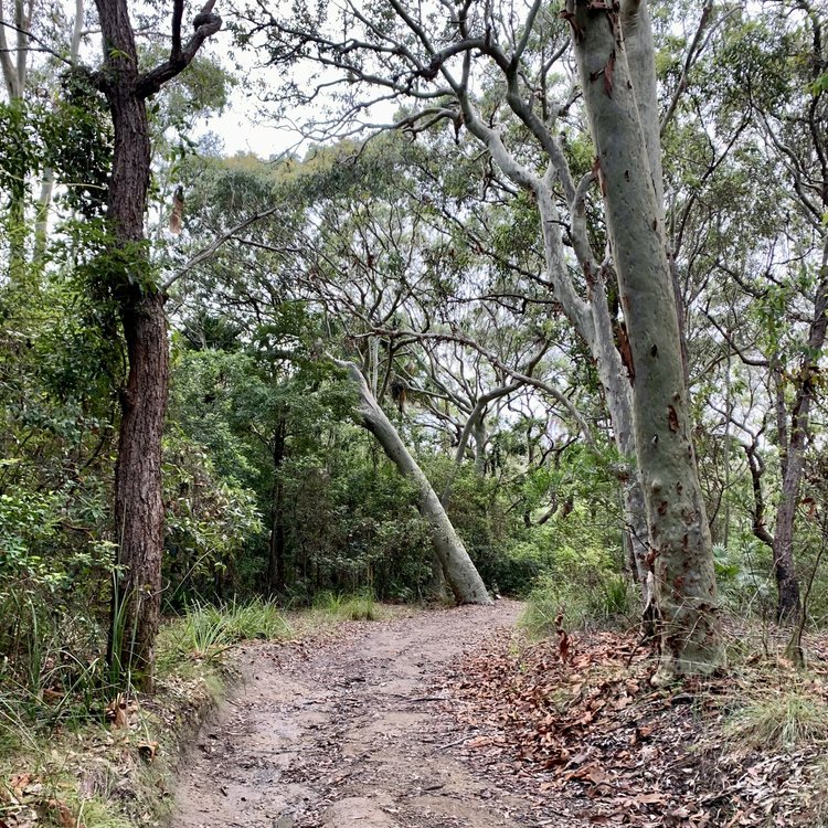 A leaf-strewn track winding beneath the gums