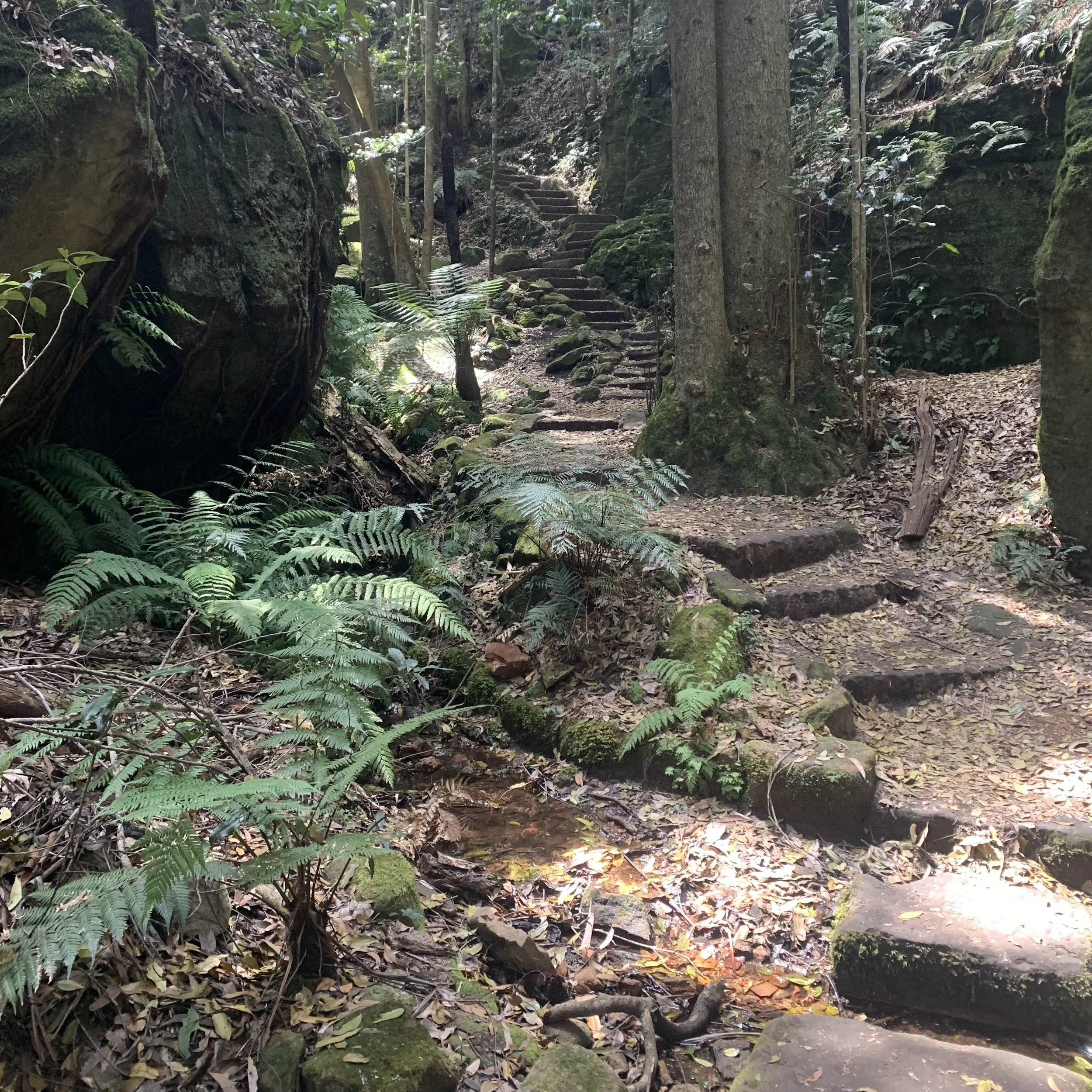 Stone steps through the ferns