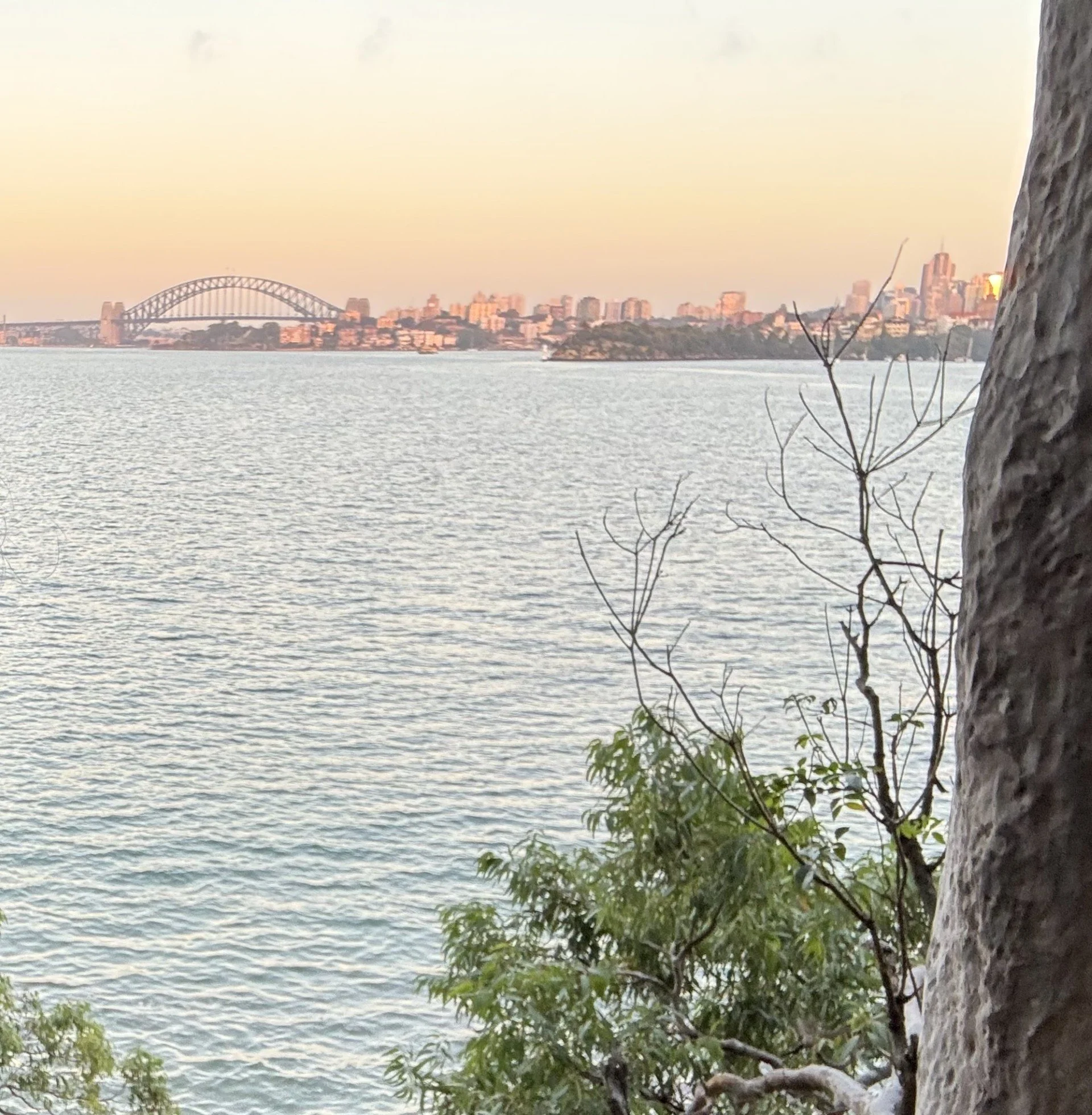 The city skyline and Harbour Bridge from the point