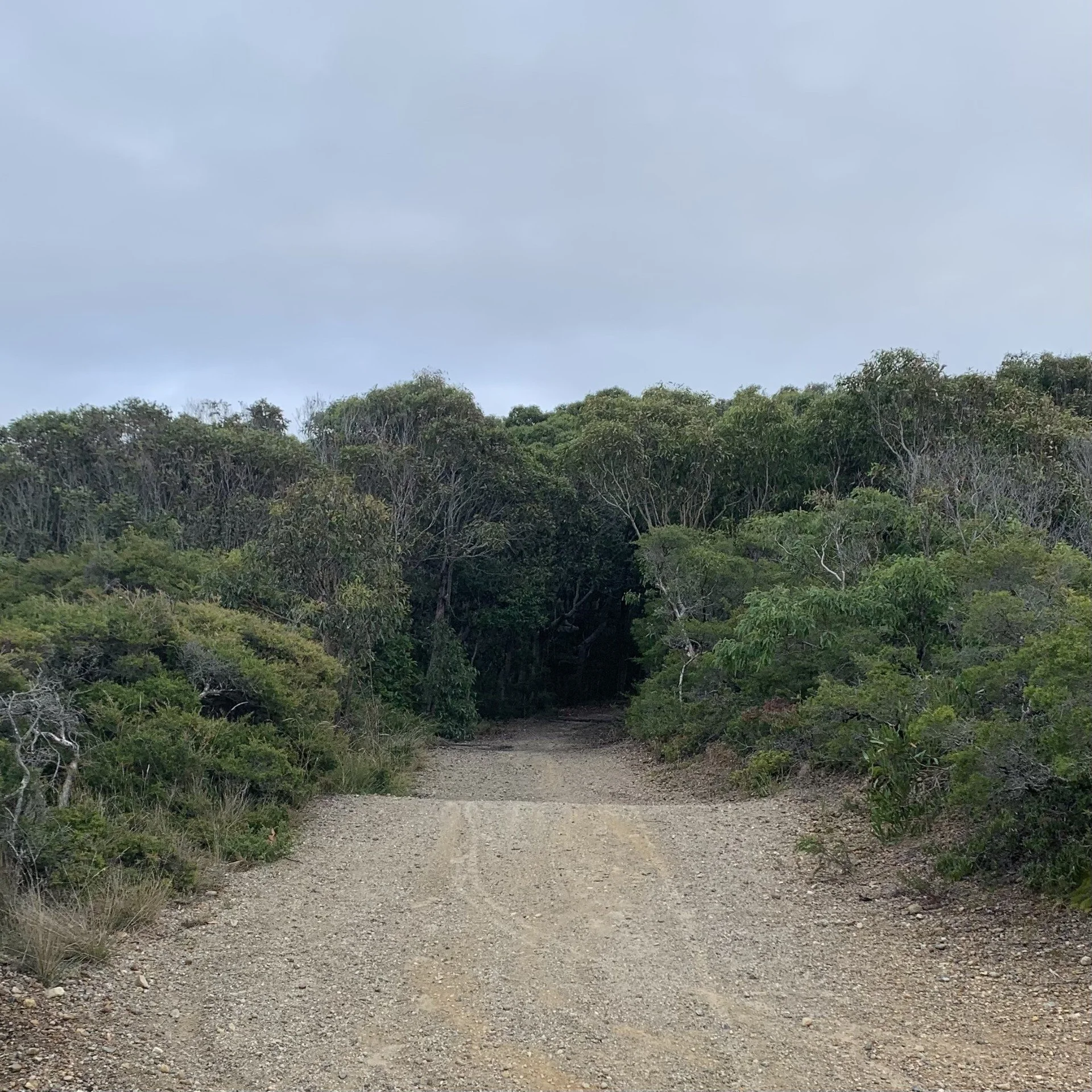 A gravel fire trail climbing into coastal scrub under a grey sky
