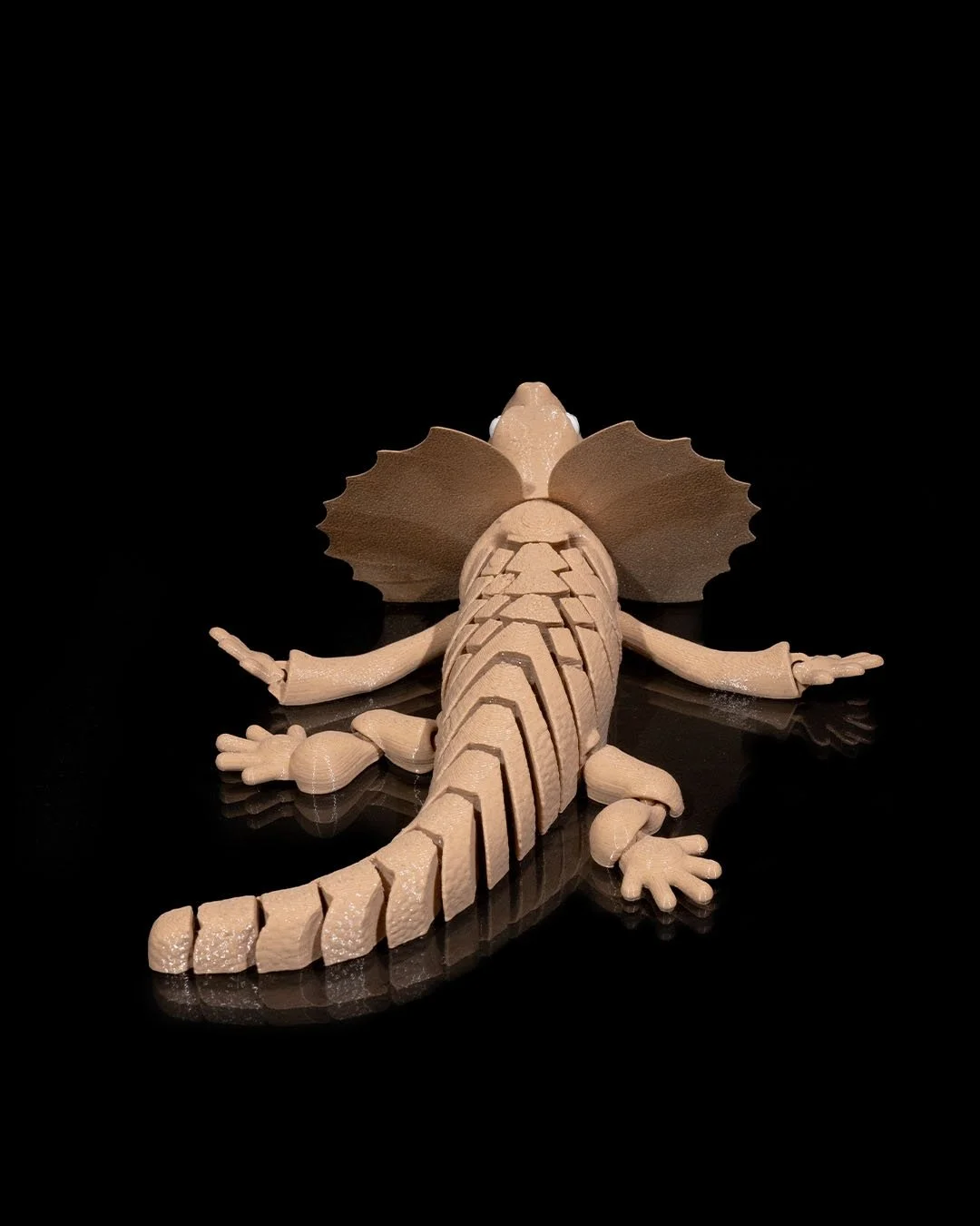 Frilled_Neck_Lizard6_0b22abc732.jpg