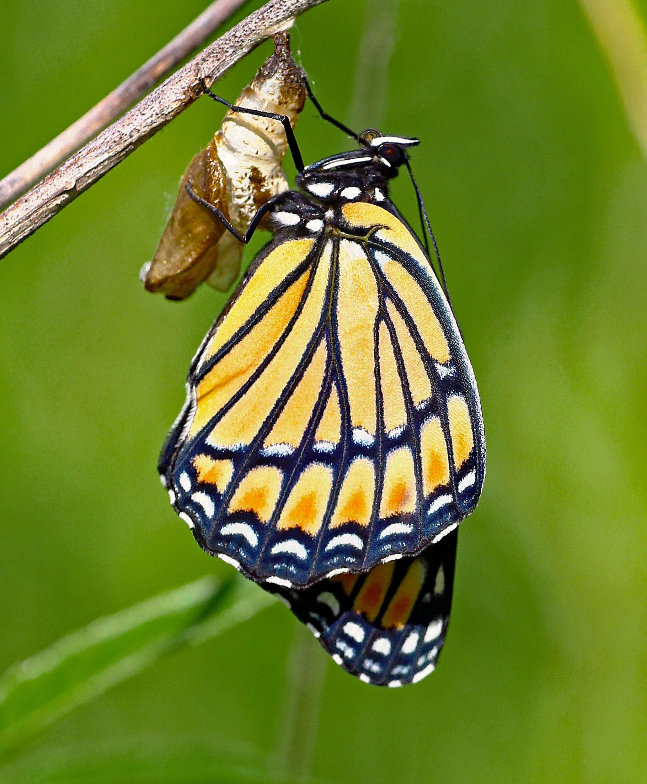 A monarch butterfly emerging from its chrysalis hanging from a plant stem with a blurred green background.