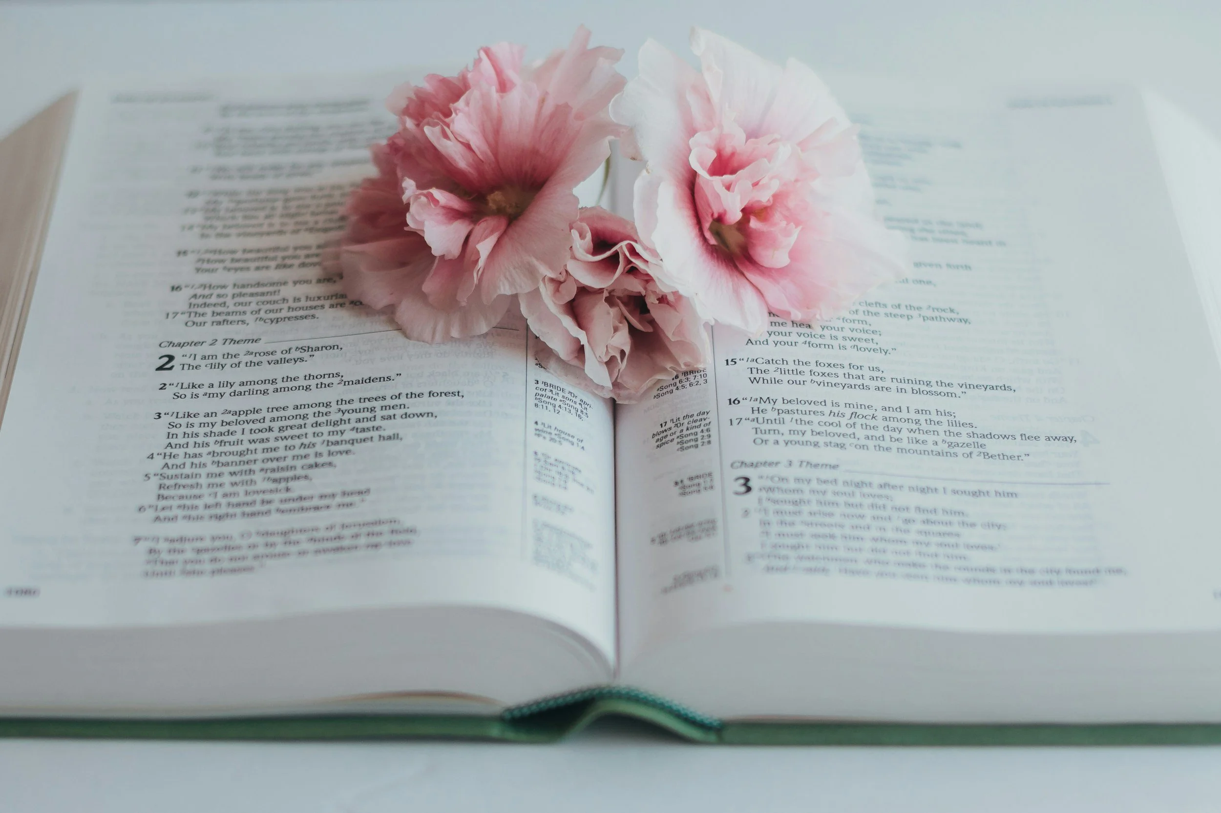Open book with pink and white flowers placed on the pages.