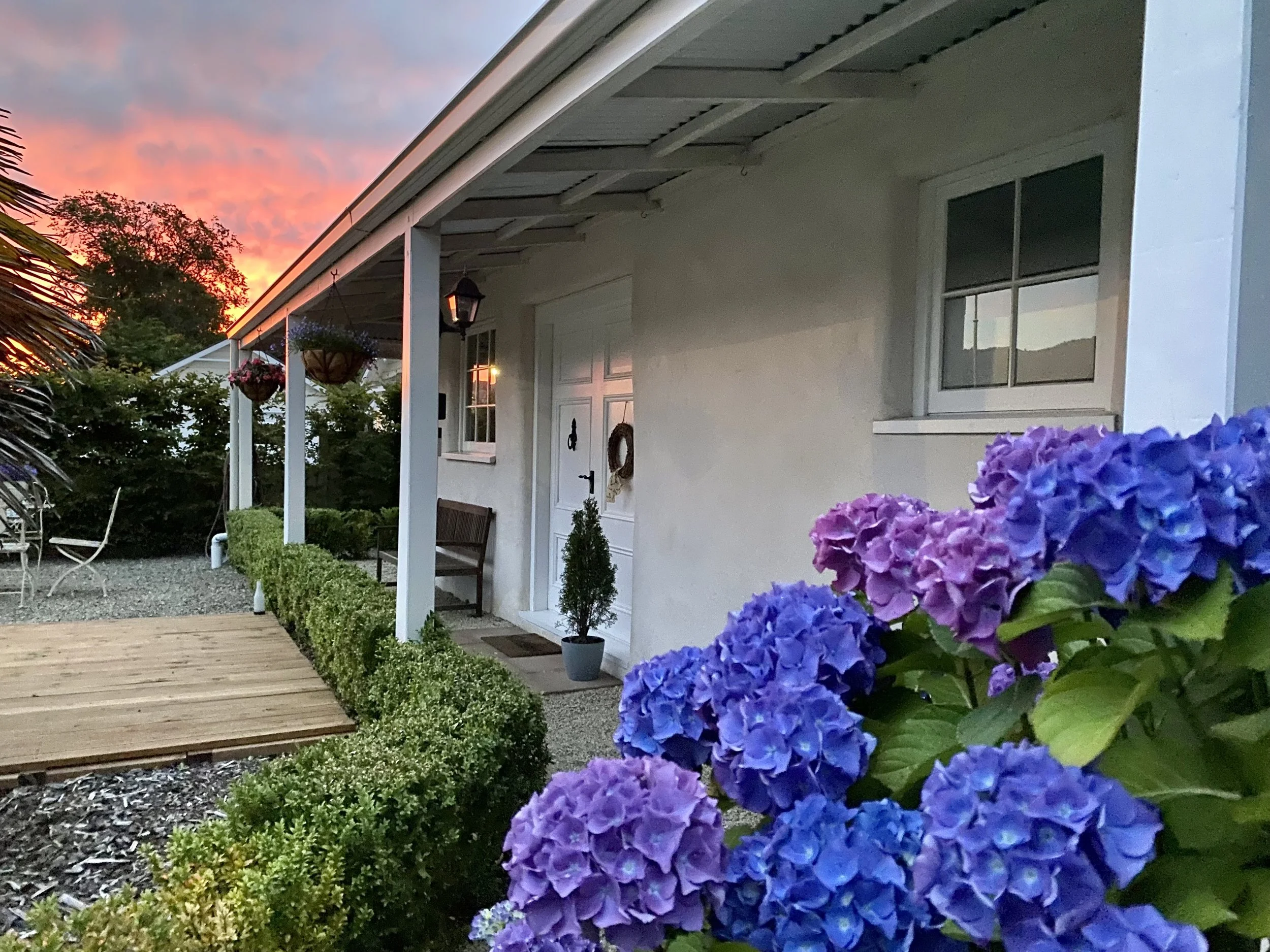 A heritage house with blossoming hydrangeas in the front yard during sunset.