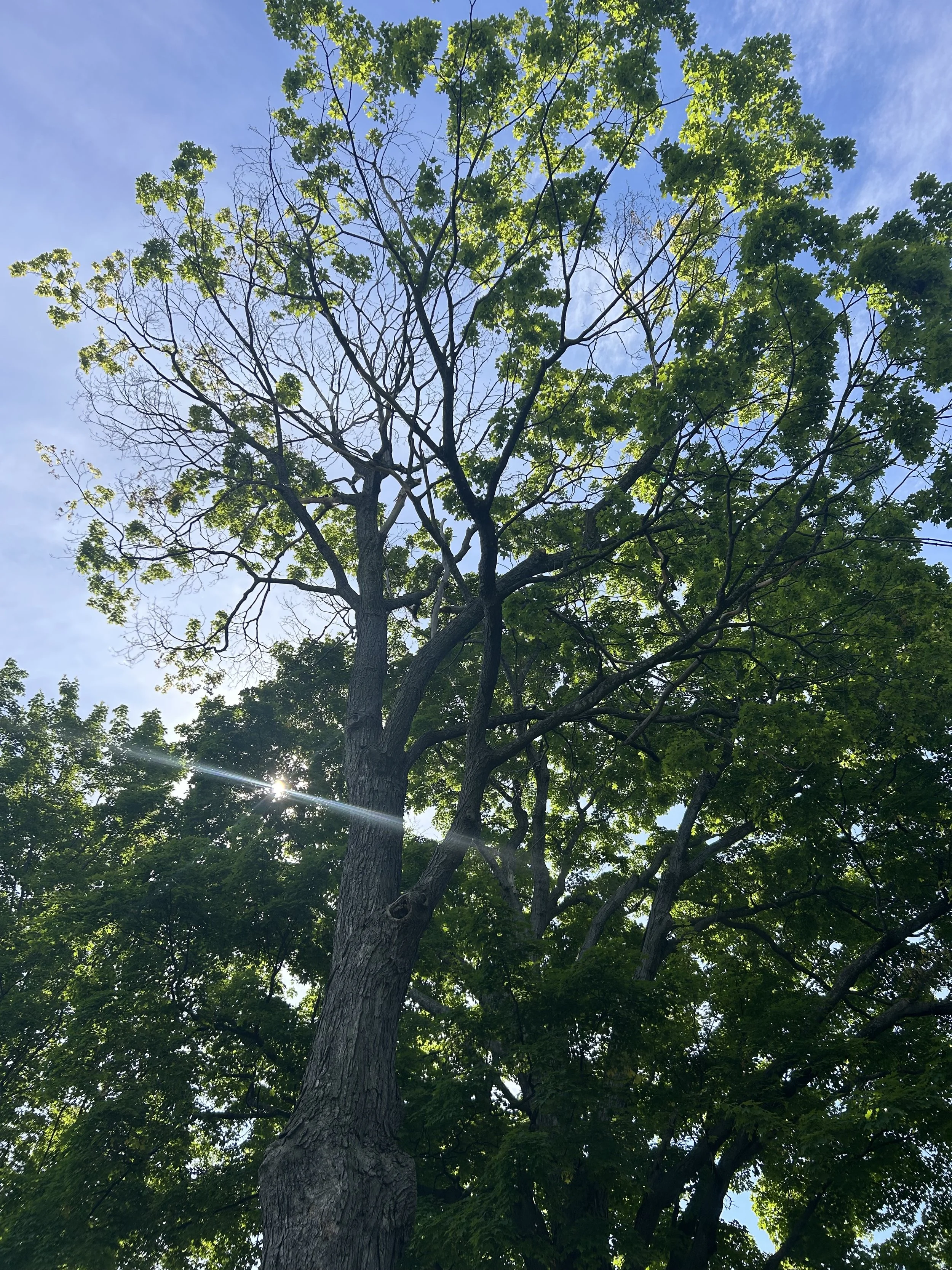 Mature maple tree with thinning foliage and visible canopy dieback in Northern Michigan.