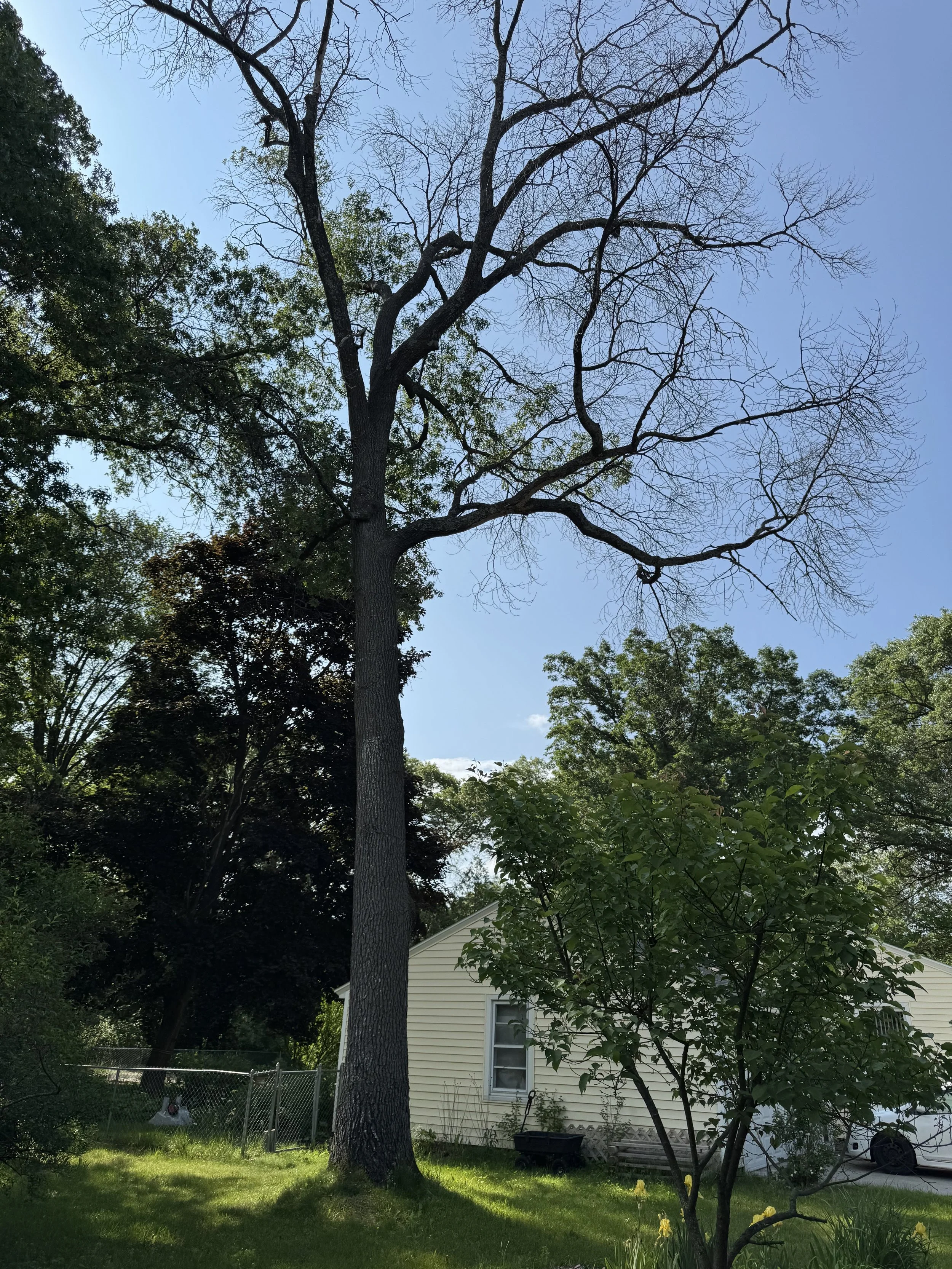 Red oak showing premature leaf discoloration and canopy decline in Northern Michigan.