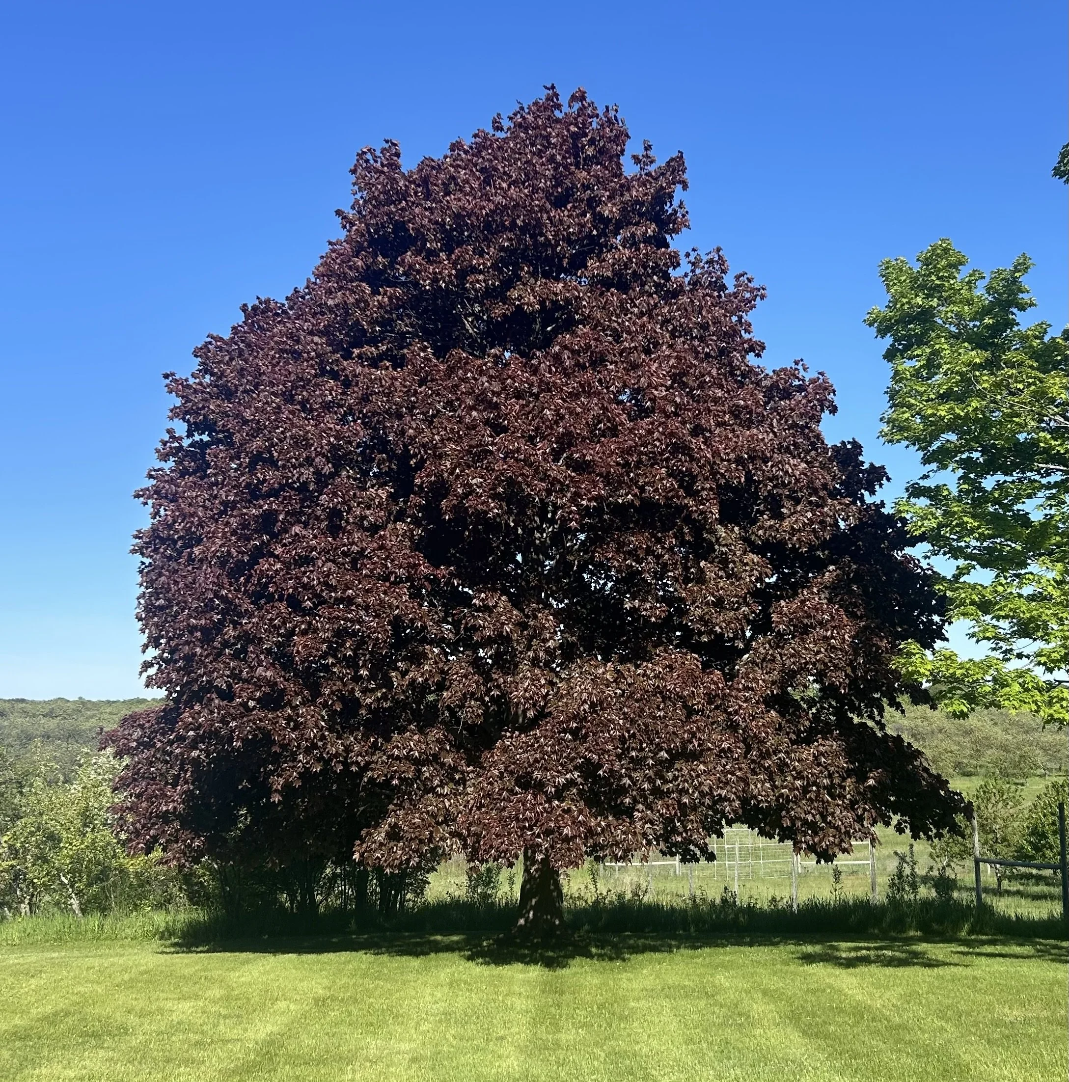 Healthy Landscape tree, Northern Michigan