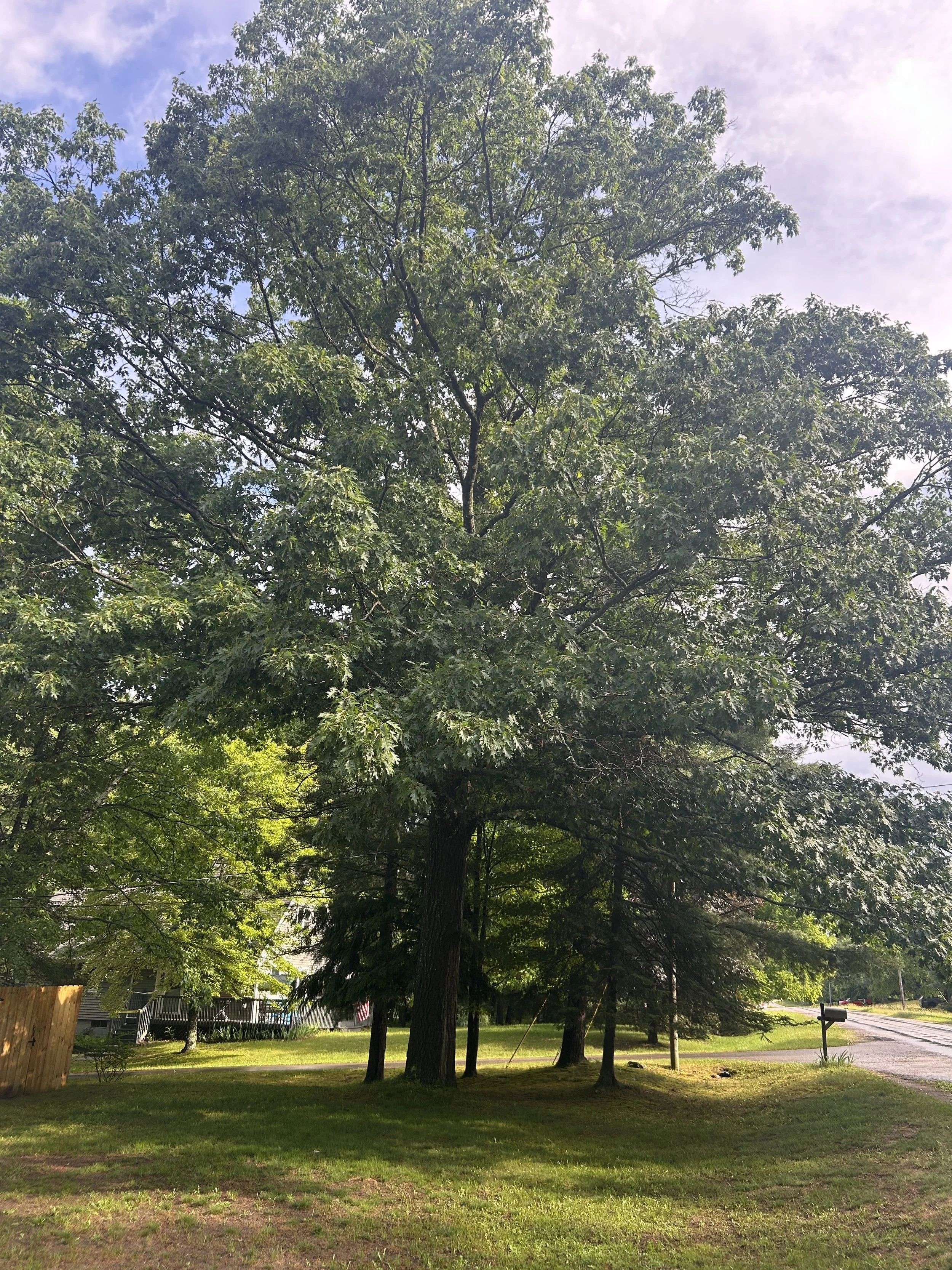 healthy-mature-oak-tree-northern-michigan