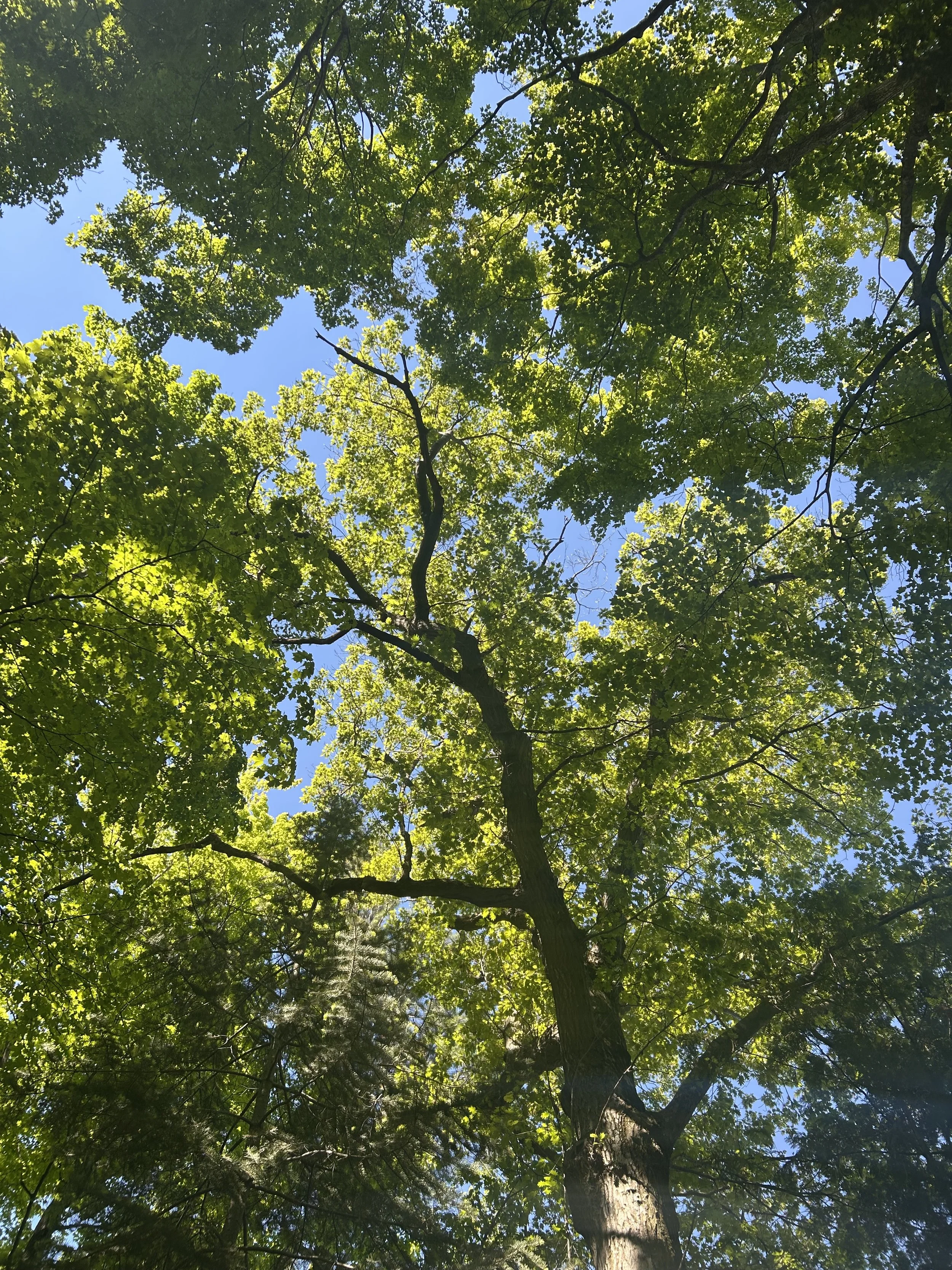 healthy-oak-tree-canopy-northern-michigan