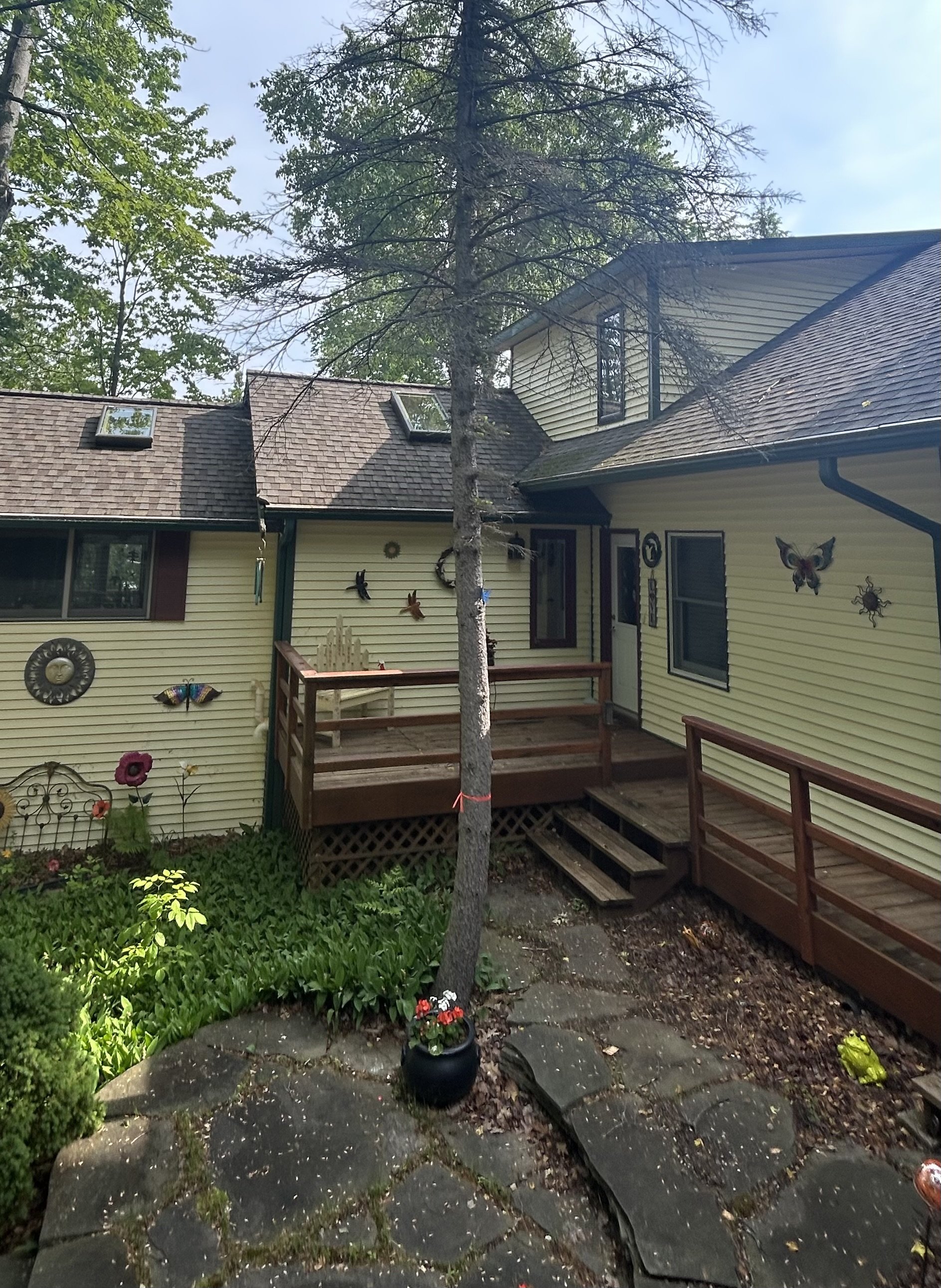Declining Mature Tree in a Residential Landscape