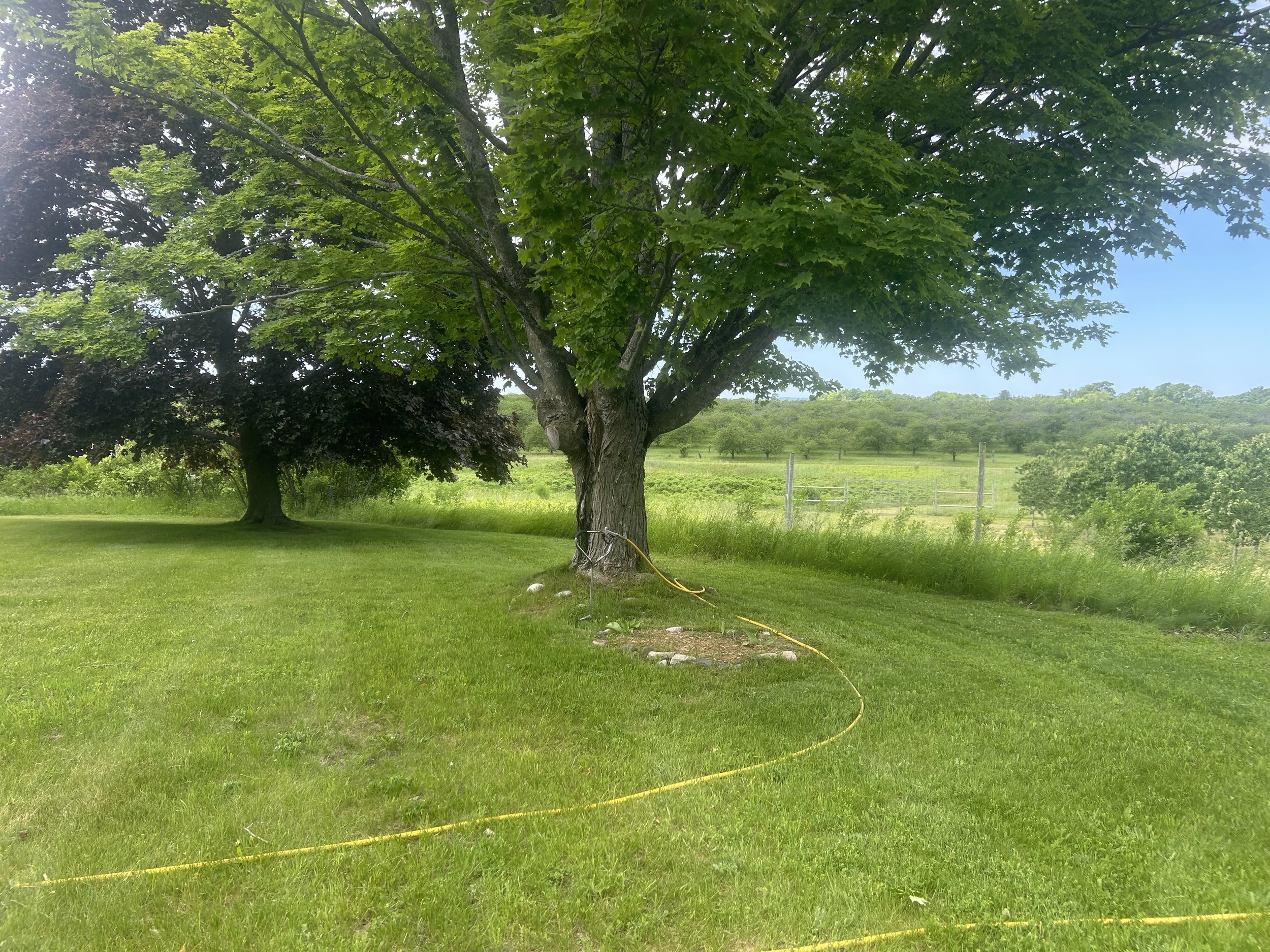 Mature shade tree growing in a residential landscape in Northern Michigan.