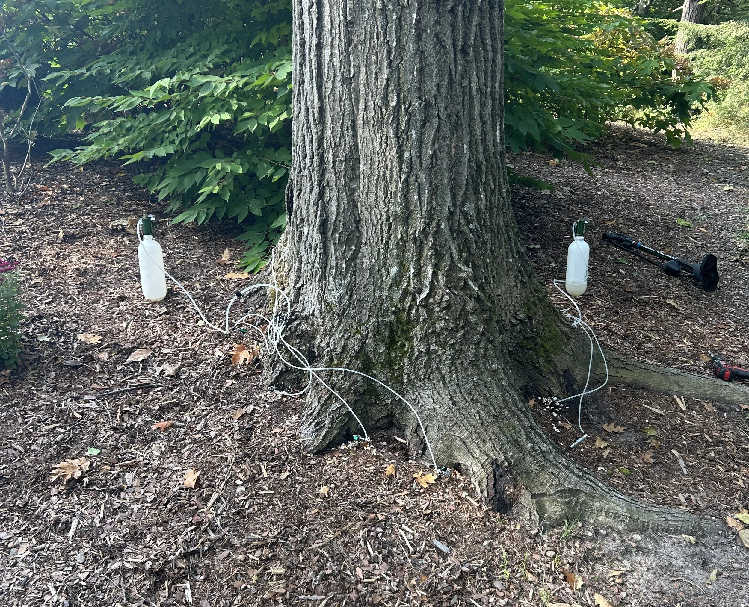 Professional trunk injection equipment set up at the base of a mature tree during a plant health care treatment.