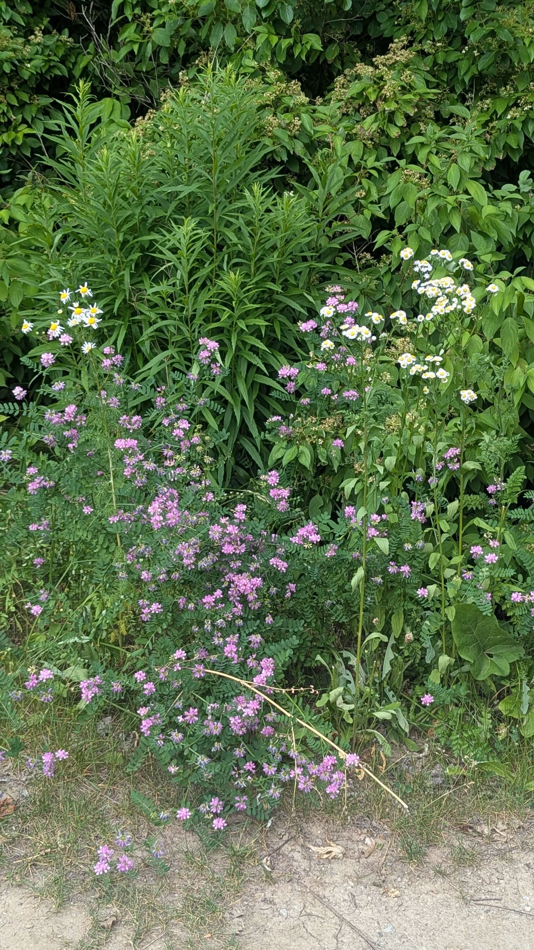 A photo of an assortment of wold flowers growing naturally at the border of the forest.