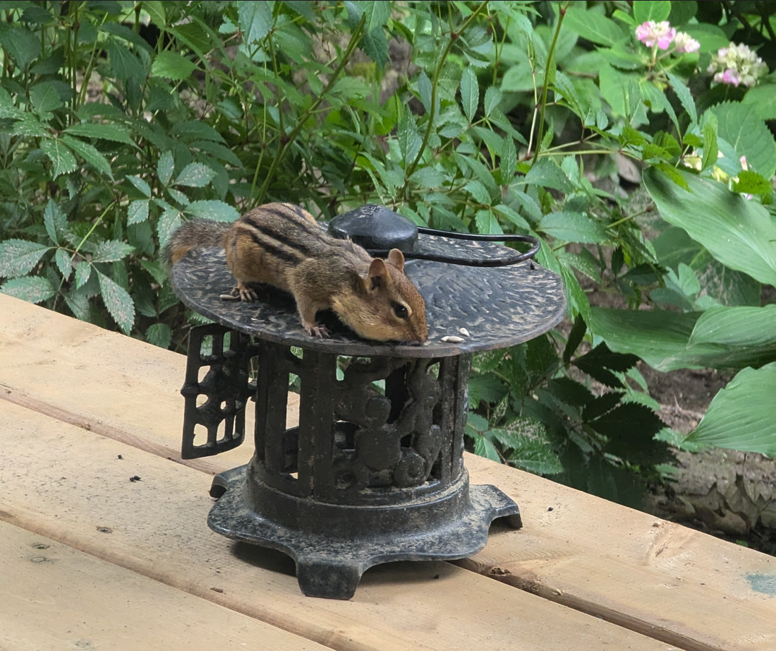 a chipmunk perched on a small garden lantern