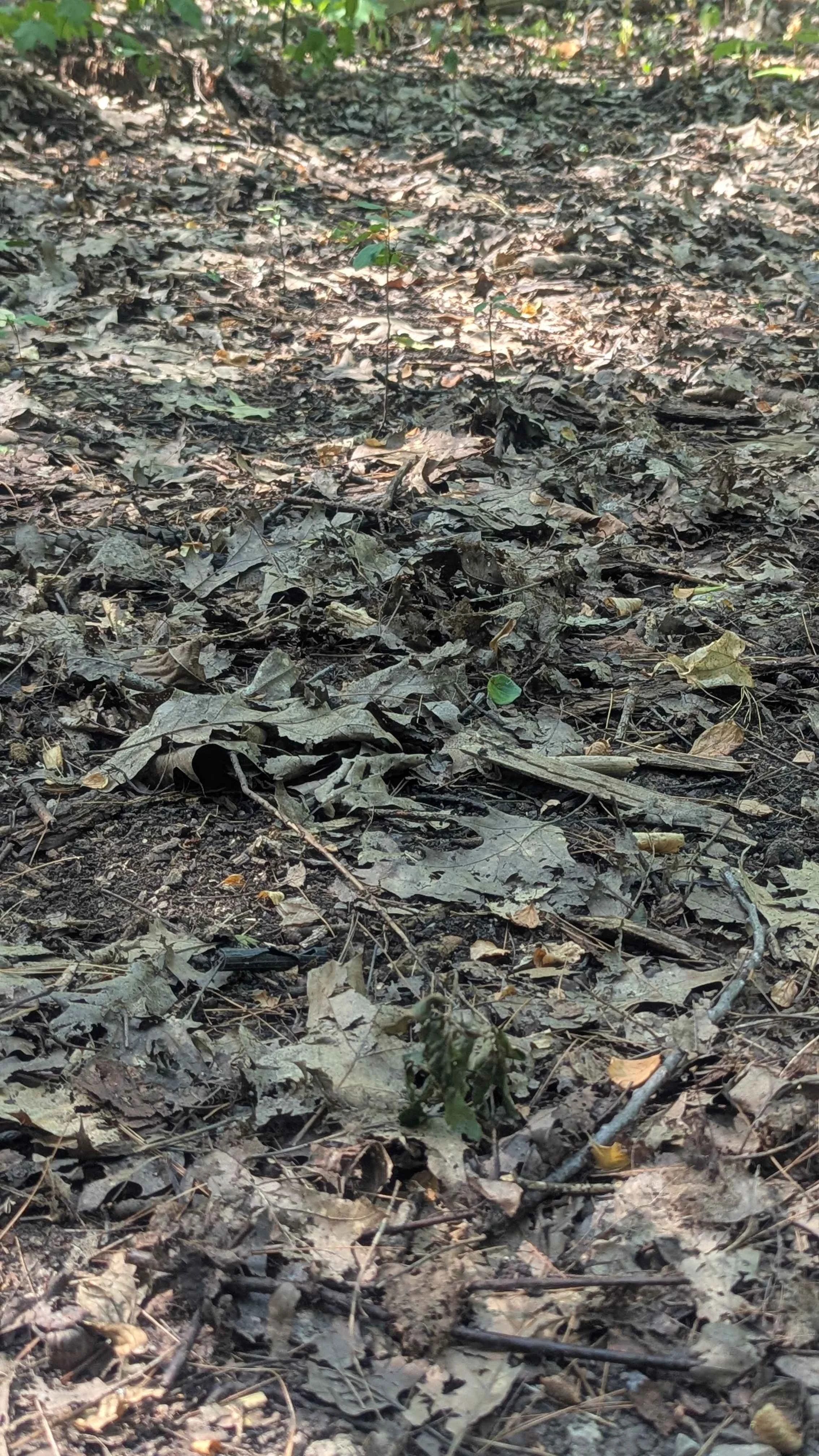 A photograph of dead leaves on the forest floor