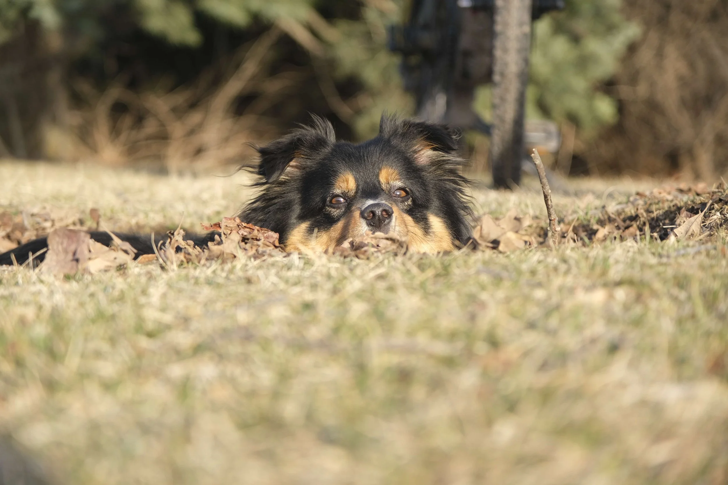 A photograph of a cute dog sticking its head up out of a hole in the ground.