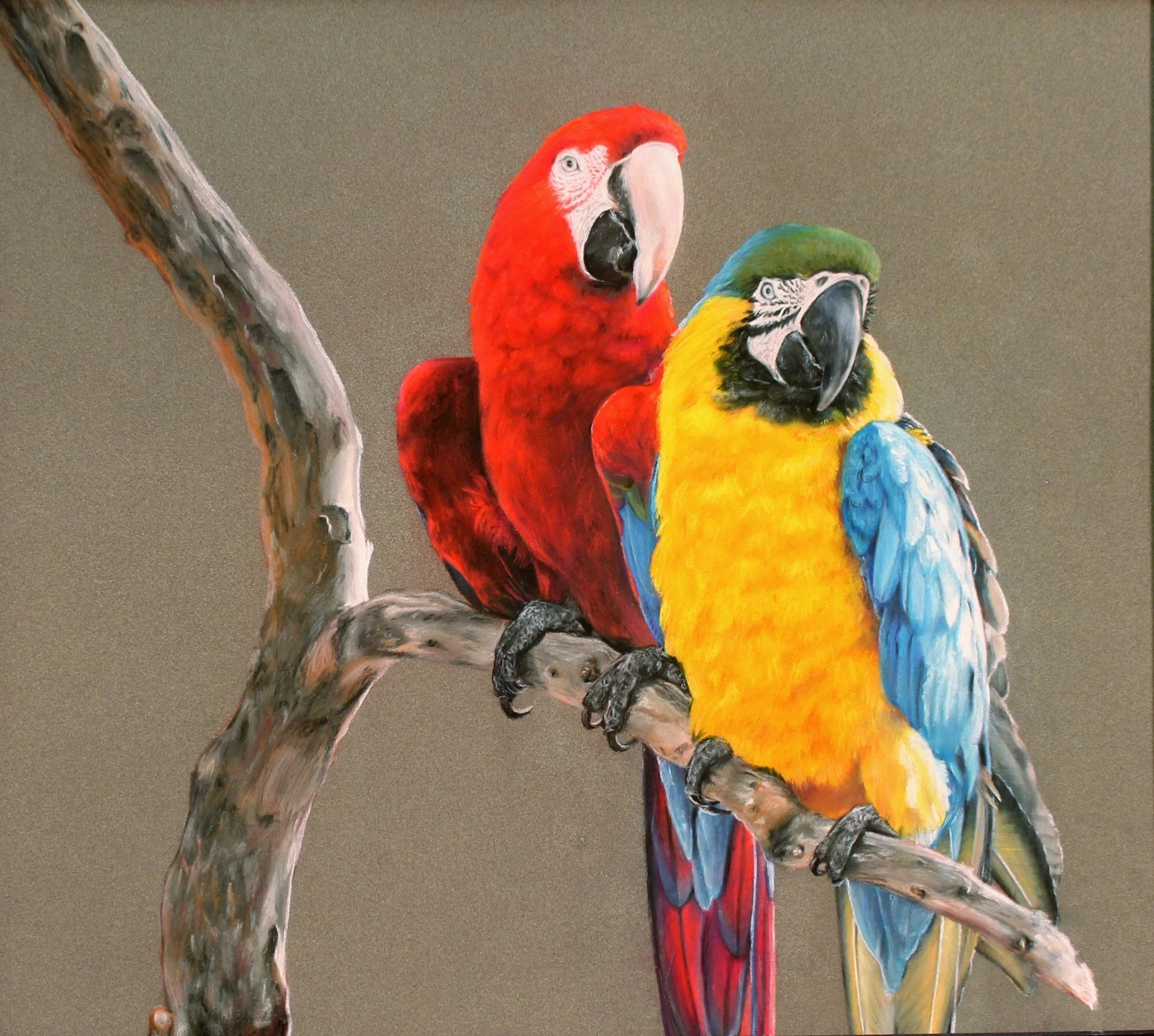 Macaws.jpeg