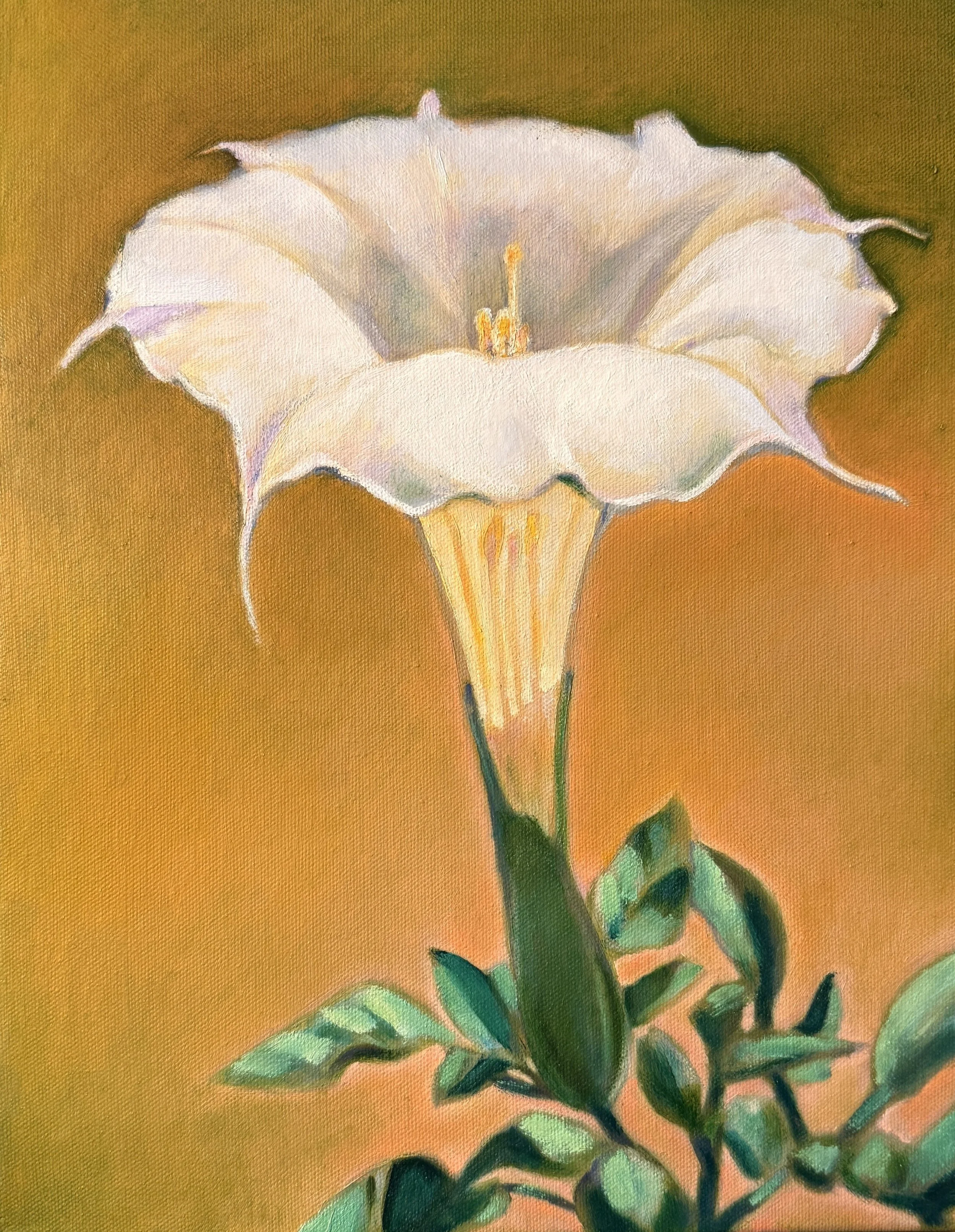 Moonflower, 2026, 14 x 11 inches, oil on canvas