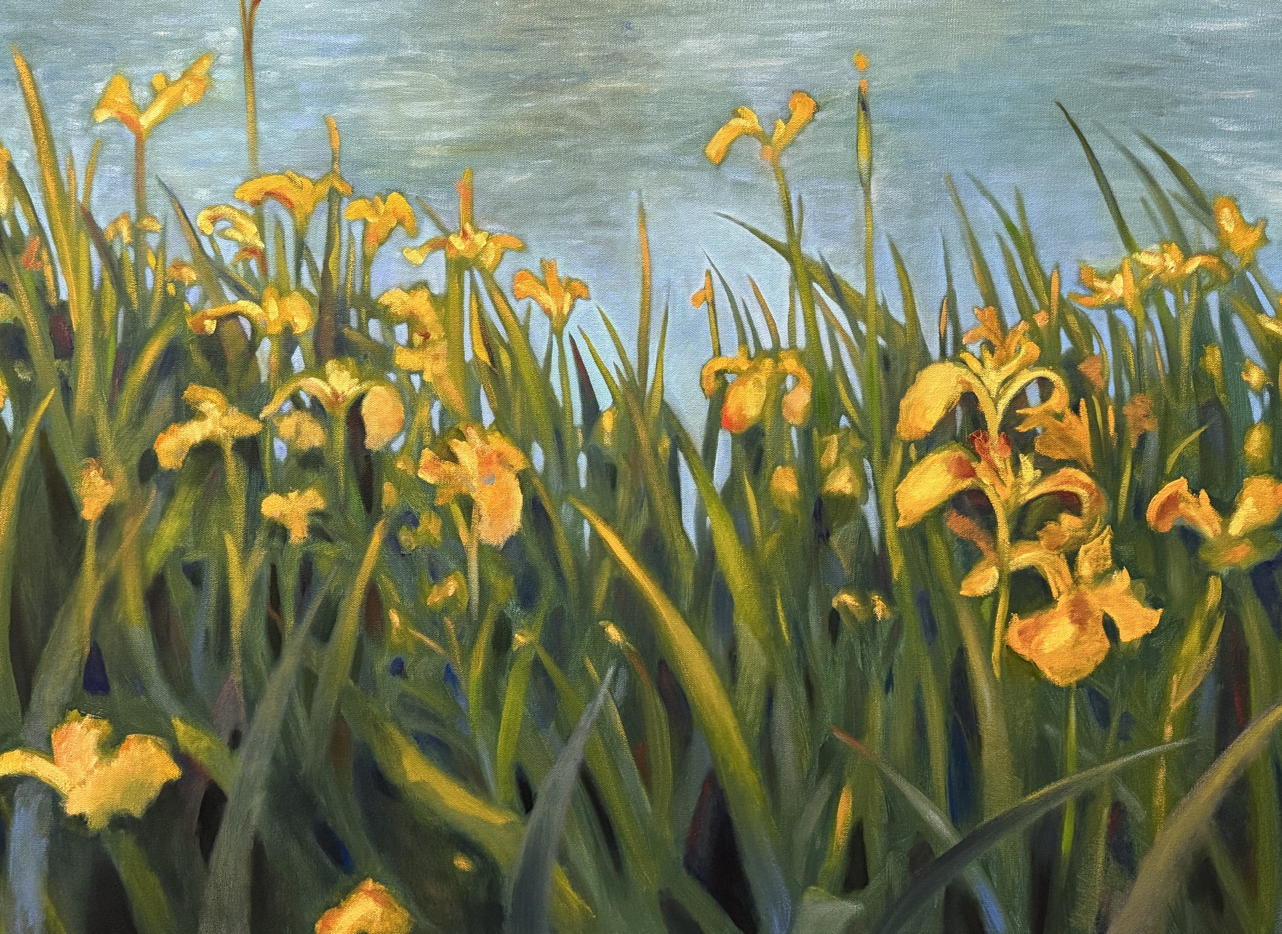 Irises in Golden Hour, 2026, 30 x 40 inches, oil on canvas