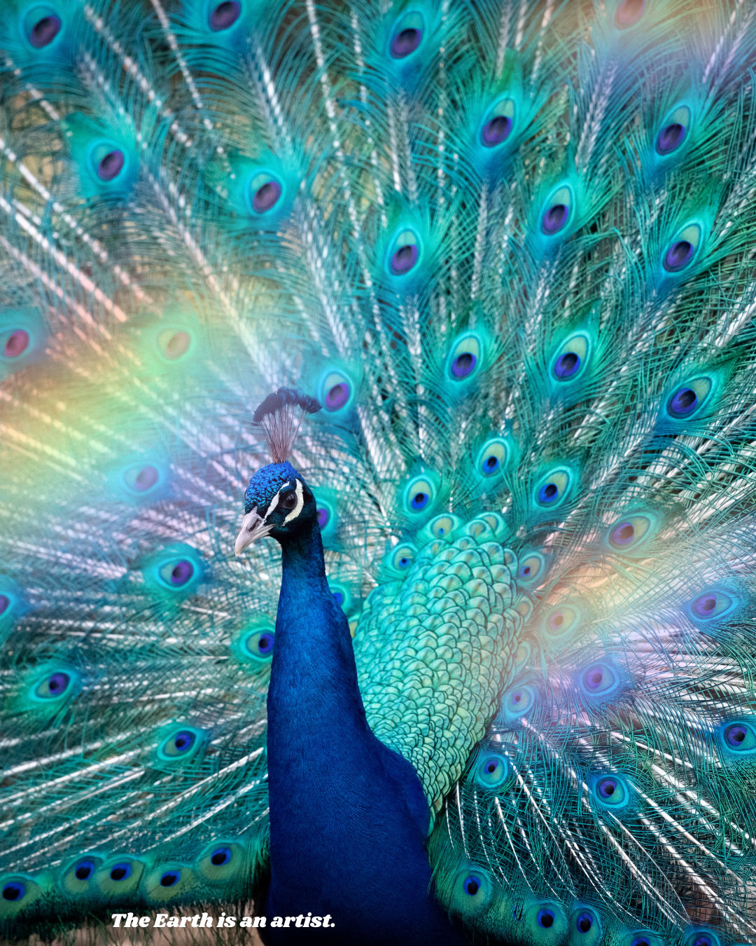 peacock earth is an artist.png