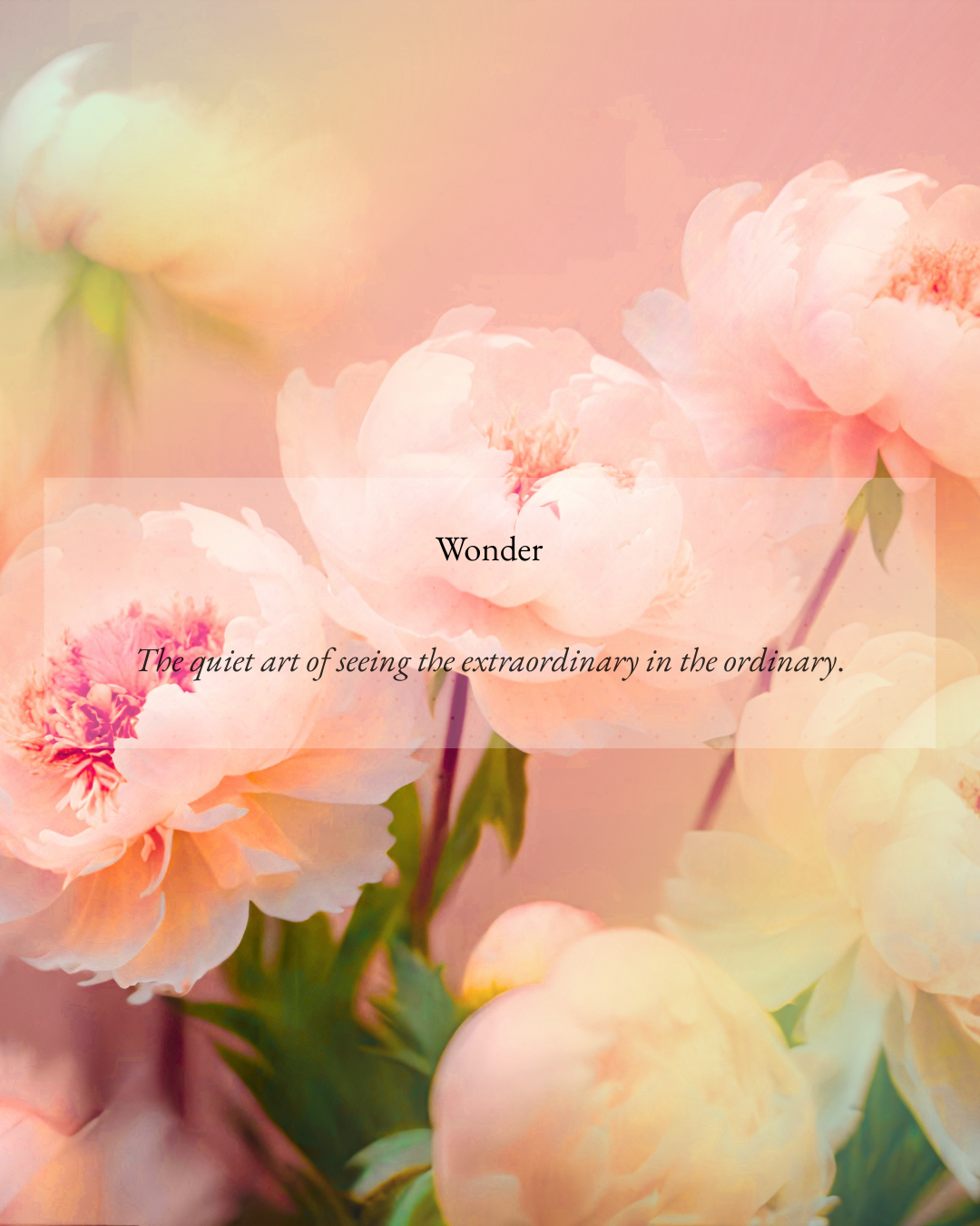 wonder definition roses.png