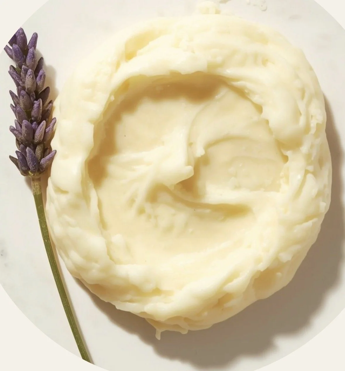 Lavandula