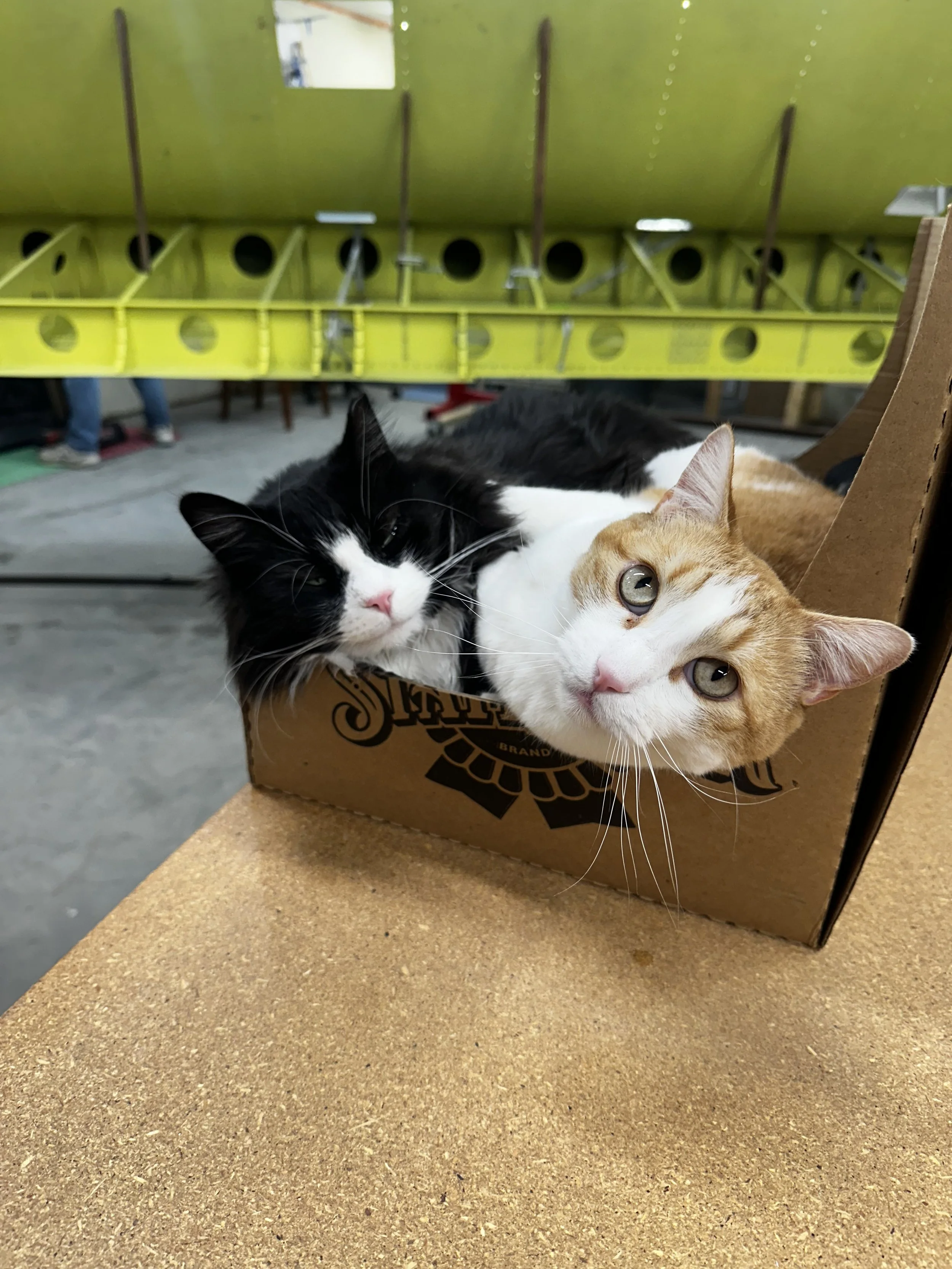 Two cats, one black and white and the other orange and white, lying inside a cardboard box on a wooden surface, with a green wall and some equipment in the background.