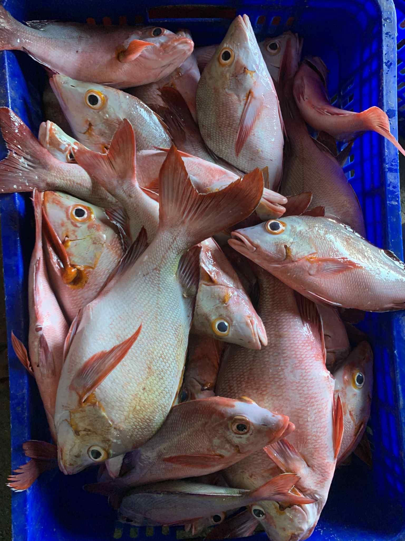 Reef fish.jpg