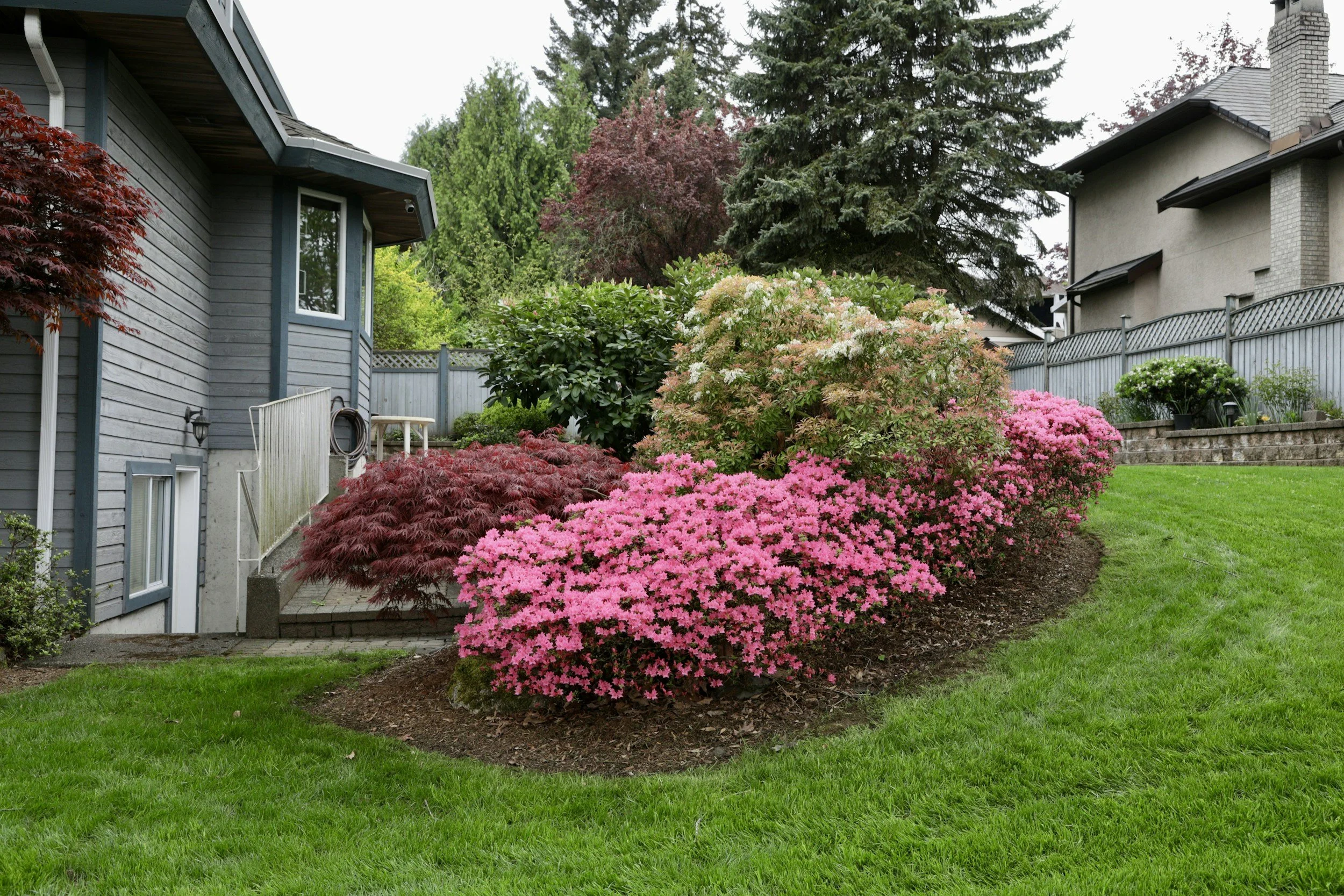 A lush backyard garden with pink, white, and red azalea bushes, green shrubs, and tall trees. There is a gray house with white trim and a wooden fence in the background.
