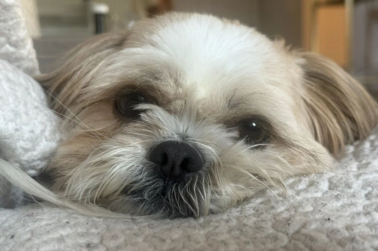 A small, fluffy dog with light brown and white fur resting its head on a soft, gray surface.